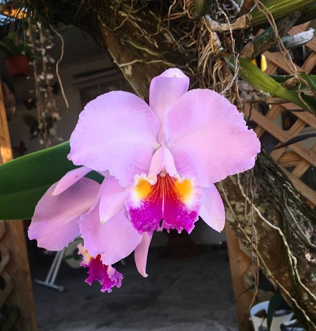 Happy Saturday 💮
.
.
.
.
.
.
.
#orchids
#plantstand
#greenhouse
#gardening
#homeandgarden
#crazyplantpeople
#instaorchids
#orchidsofinstagram
#plantlovers