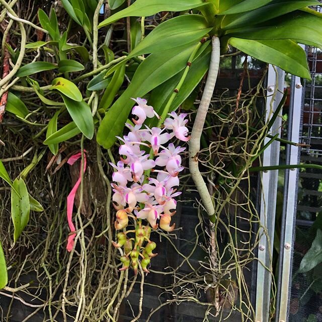 Aerides Odoratum one of the few scented Orchids.  And this one in particular has a delicious perfume.  And it is so because the insect that pollinate it is not abundant in their area of origin .  The wisdom of nature will always surprise us. .
.
.
.
