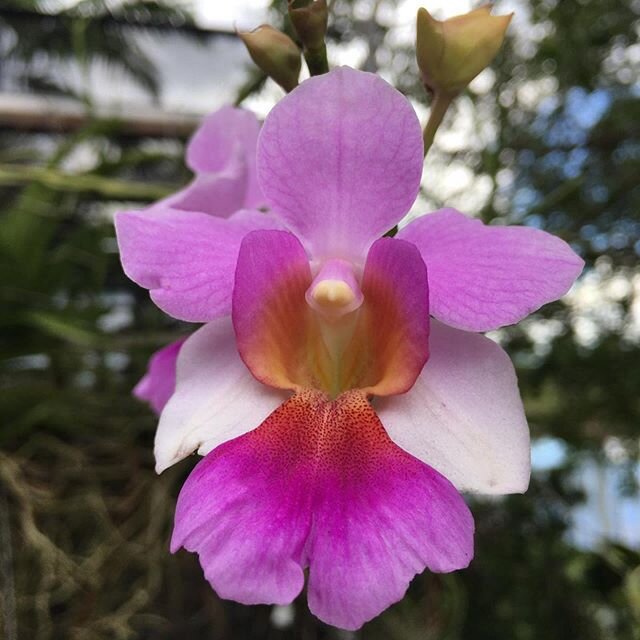 Orchids was and is the motivation for our products.  We invite you to read our BLOG to learn about them. .
.
.
.
.
.
.

#orchids
#plantstand
#greenhouse
#gardening
#homeandgarden
#flower
#instaorchids
#orchidsofinstagram
#plantslovers
#patio
#homeand