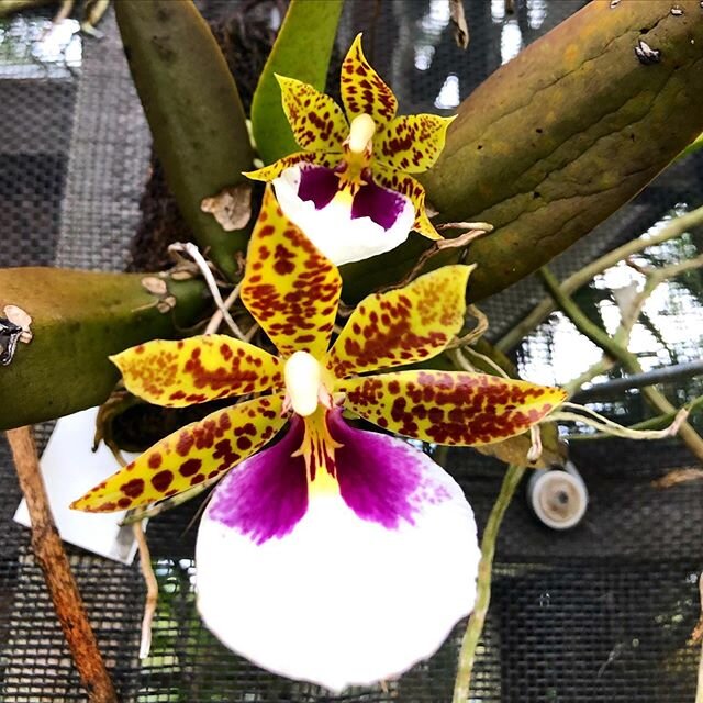 One of the jewels of the Peruvian orchids 🇵🇪Trichocetrum tigrinum #peru 🇵🇪 ours friends @orquideasamazonicasmoyo .
.
.
.
.

#orchids
#plantstand
#greenhouse
#gardening
#homeandgarden
#flower
#instaorchids
#orchidsofinstagram
#plantslovers
#patio
