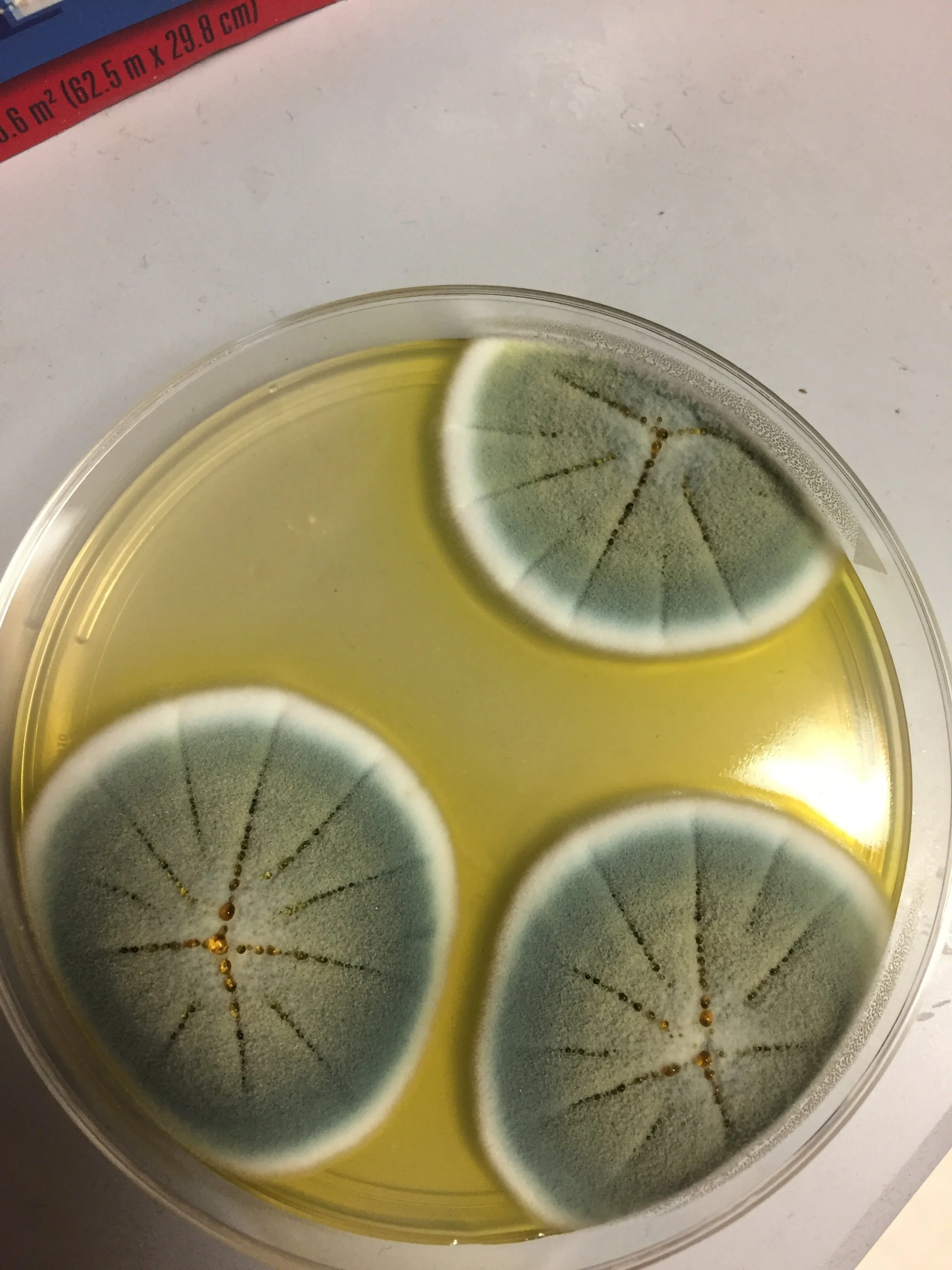 Interesting Contaminations — Brandman Lab