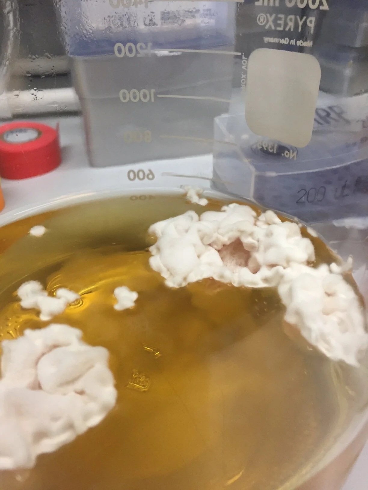 Interesting Contaminations — Brandman Lab