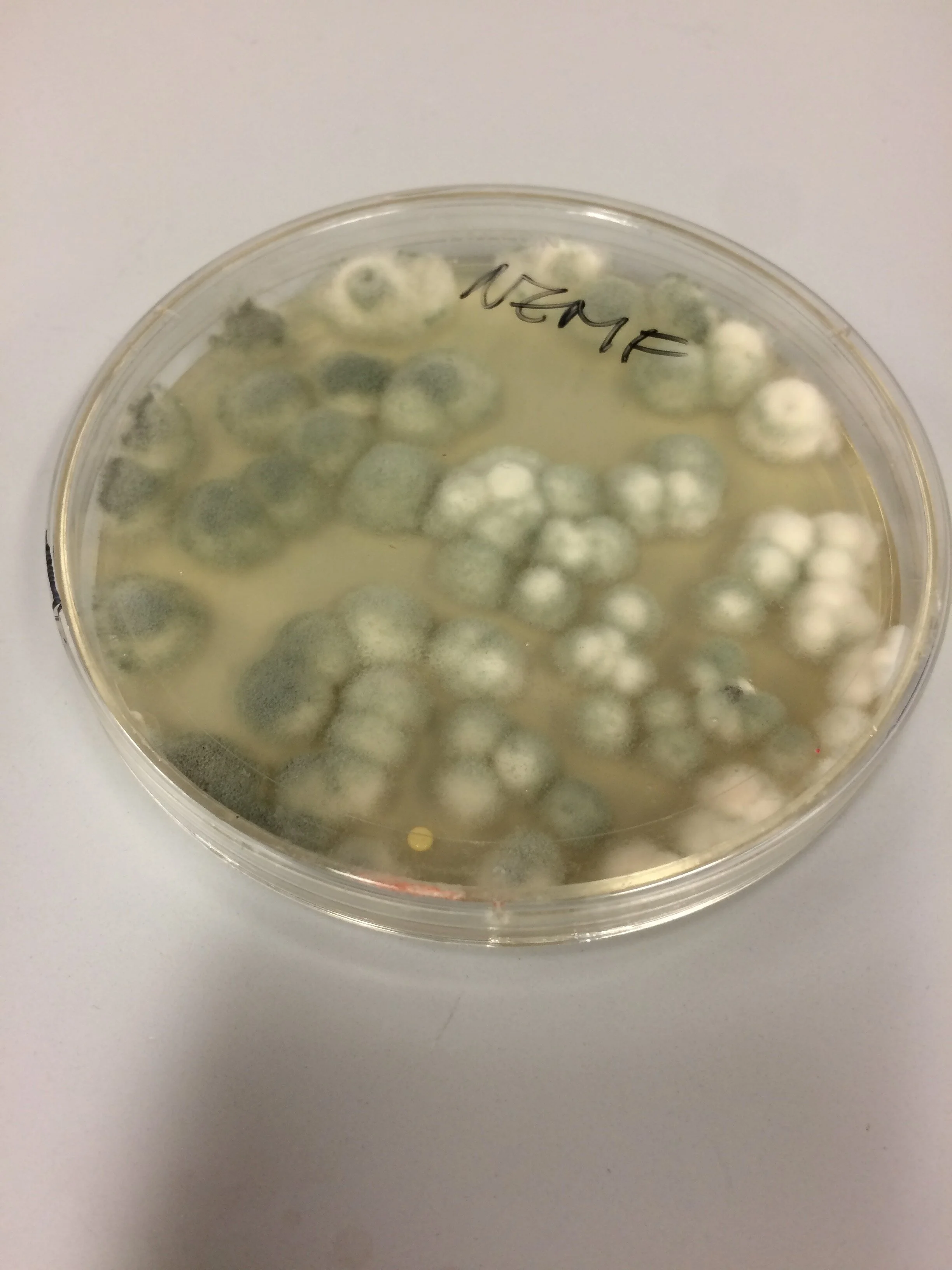 Interesting Contaminations — Brandman Lab