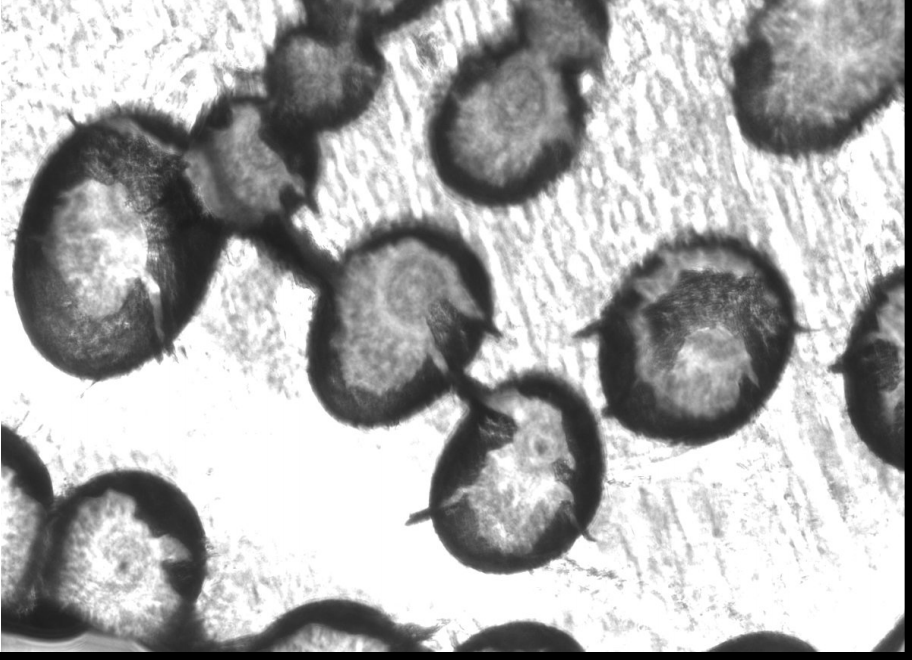 Screen Shot 2020-04-08 at 6.21.31 PM.png