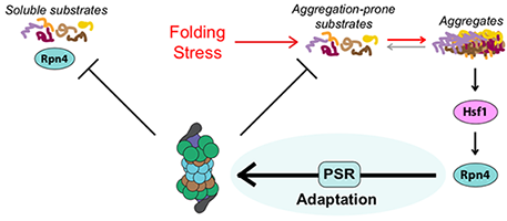Adjusted - Systems Biology.png