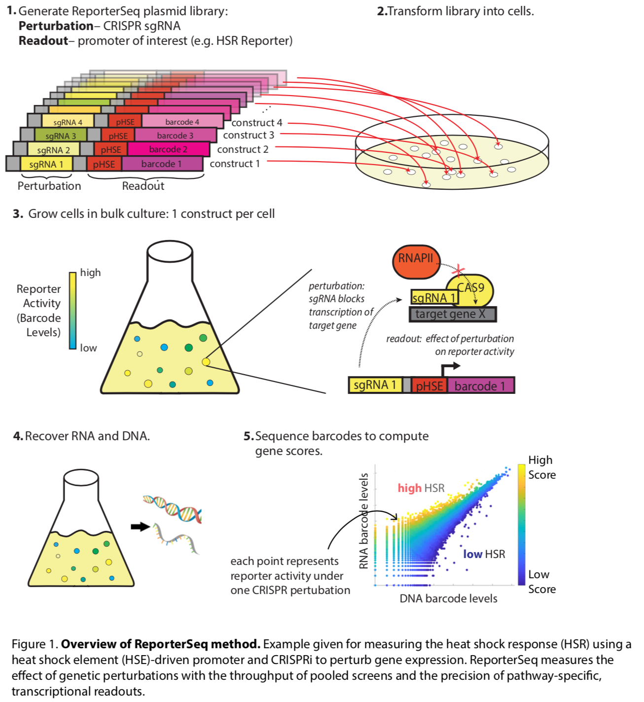 ReporterSeq - page.png