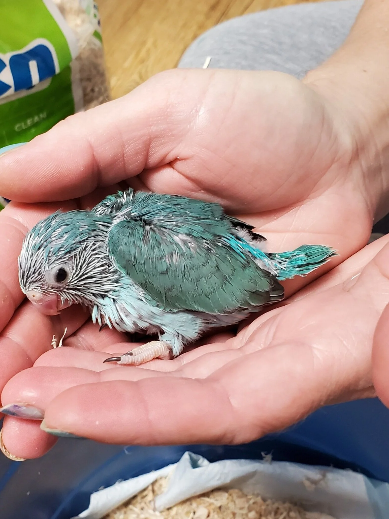 quaker parrot rescue near me