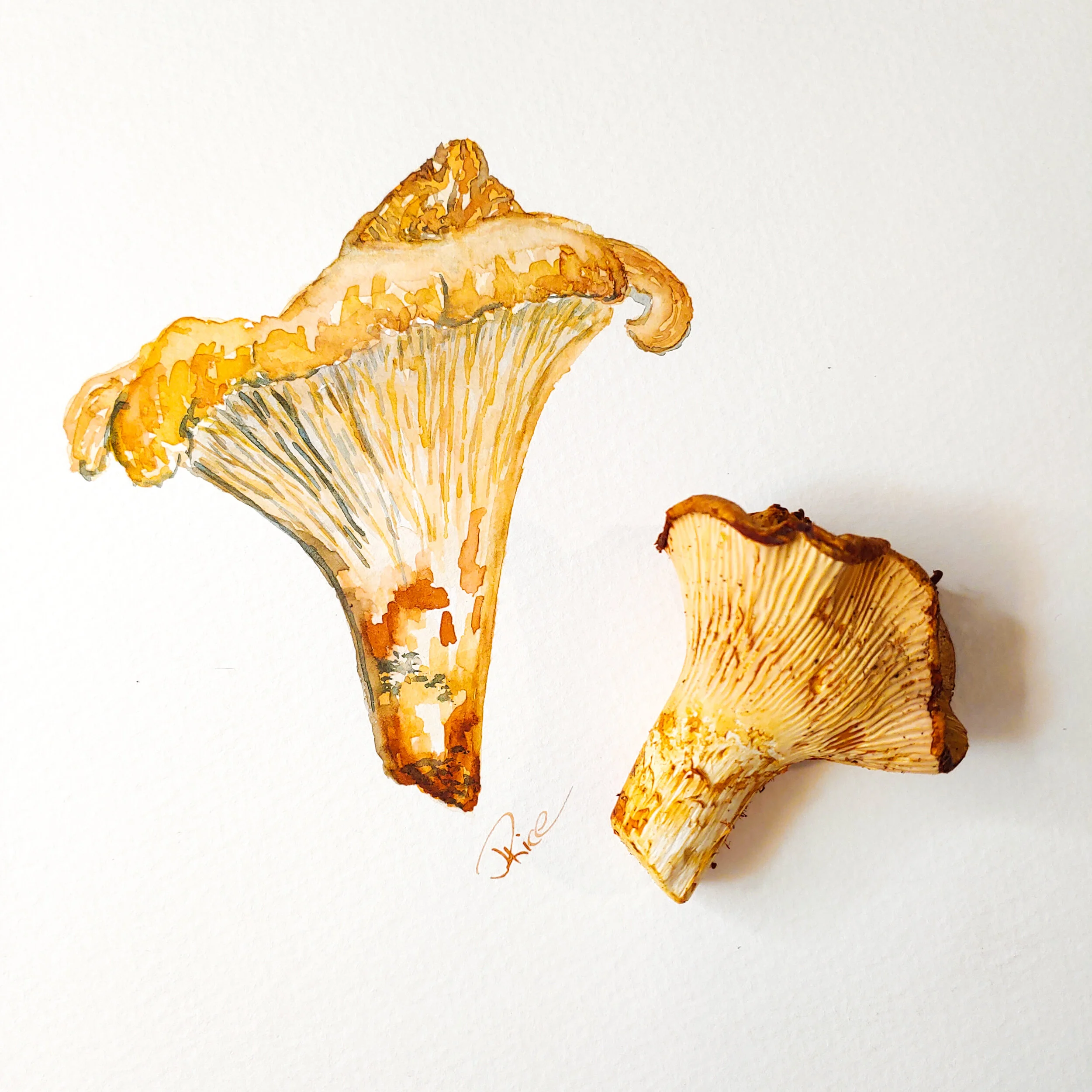 Watercolor Chanterelle