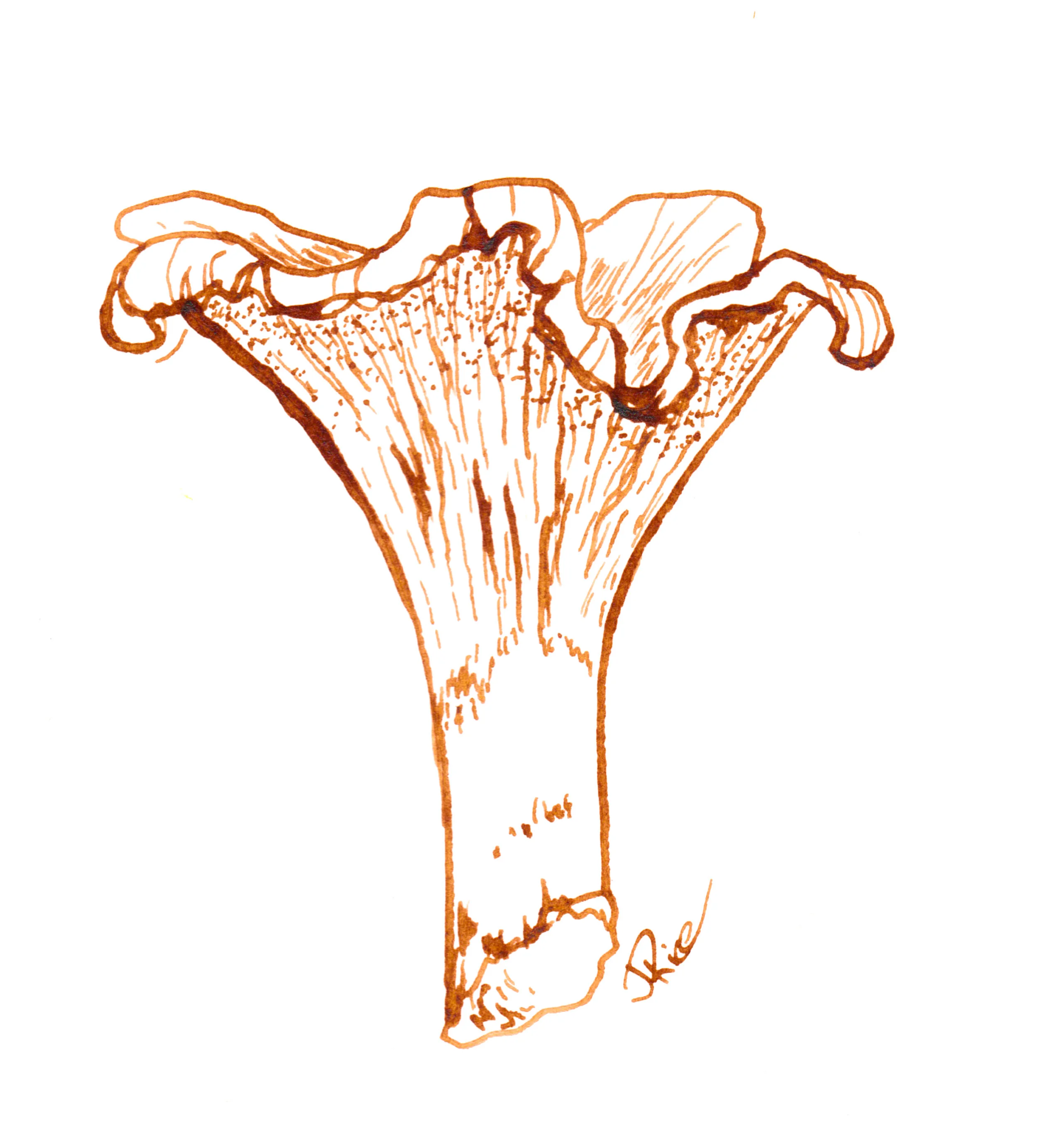 Chanterelle Dip Pen Sketch