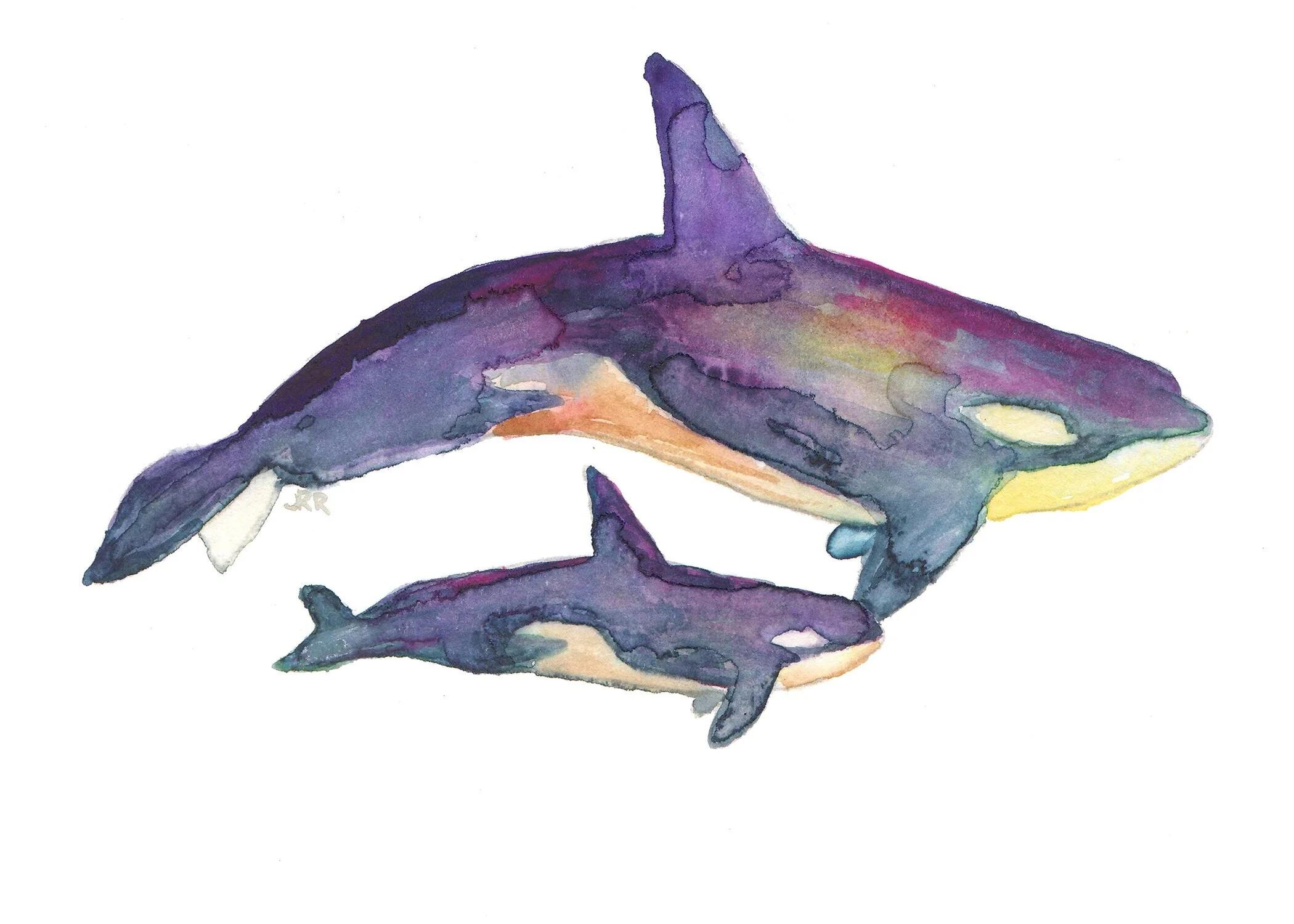 Watercolor Orca Whales