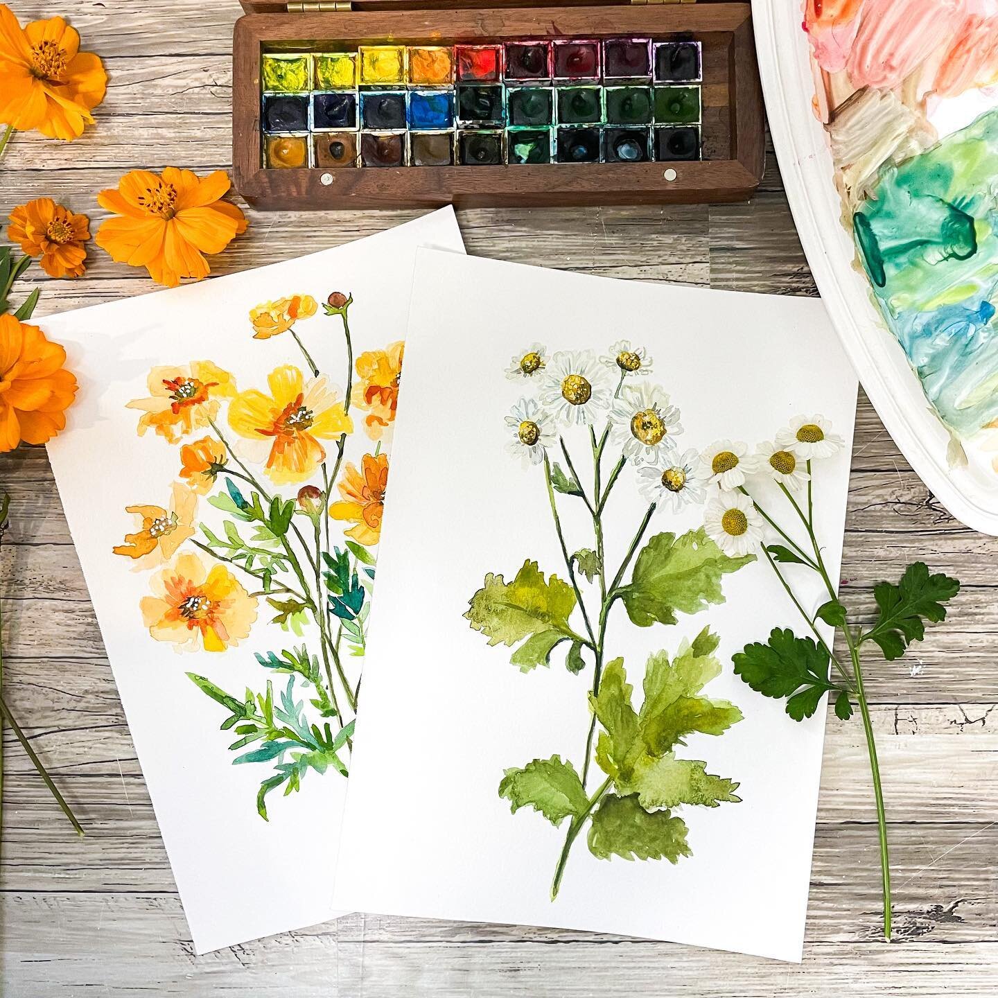 Cosmos and Feverfew, both from my garden. Everything will continue to bloom until first frost, so I&rsquo;m getting my samples now. #feverfew #feverfewflowers #cosmos #cosmosflower #cosmosflowers #gardenflowers #floralart #floralillustration #waterco