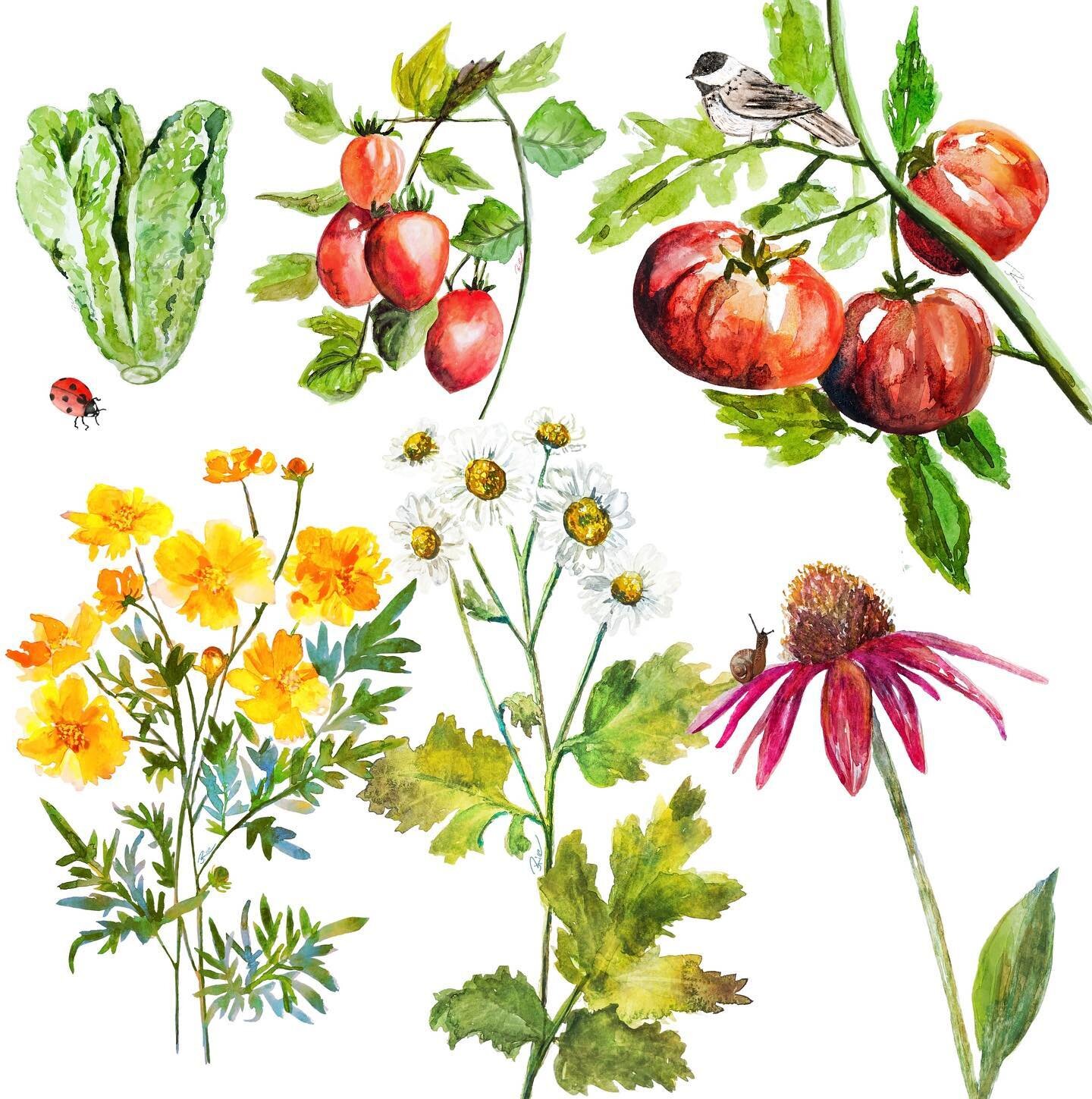 I have over 50 different plants in my garden and I decided I want to paint each kind&hellip;I have a bit to go I think
#garden #watercolorillustration #gardendesign #gardenillustration #feverfew #cosmos #tomato #echinacea