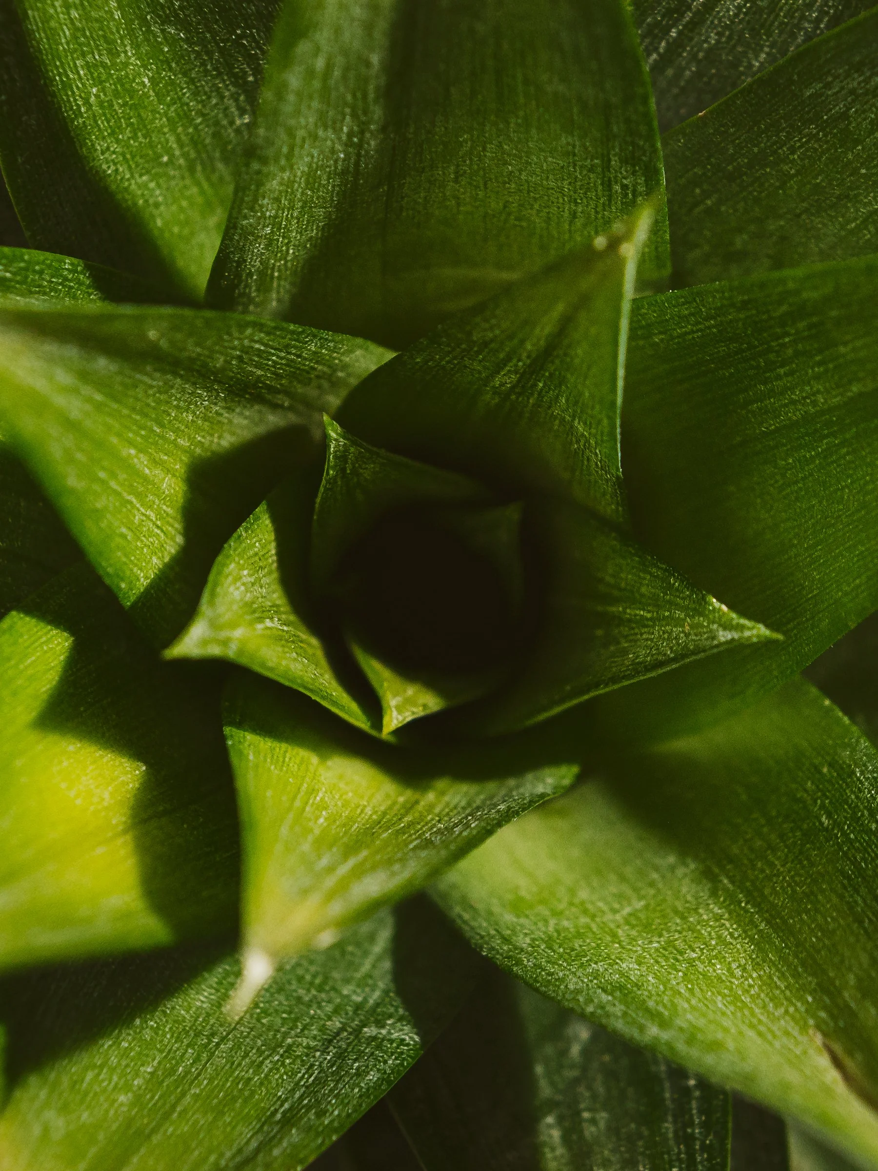 Fine Art: Pineapple Crown II