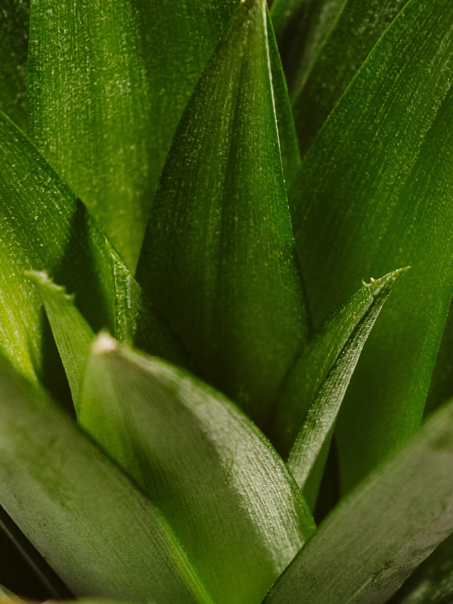 Charne Baird | Commercial Photographer | Pineapple Leaves .jpg