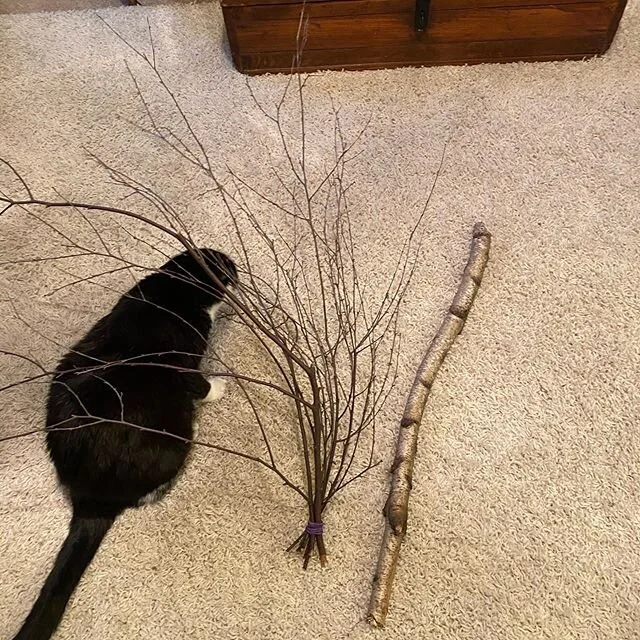 I just picked up a ton of ash branches and a sizeable birch branch that fell in a storm. I have a project percolating, and I&rsquo;m not going to lie. It&rsquo;s going to get weird. #sandylynnart #kcartist #illustration #pickingupsticksallday