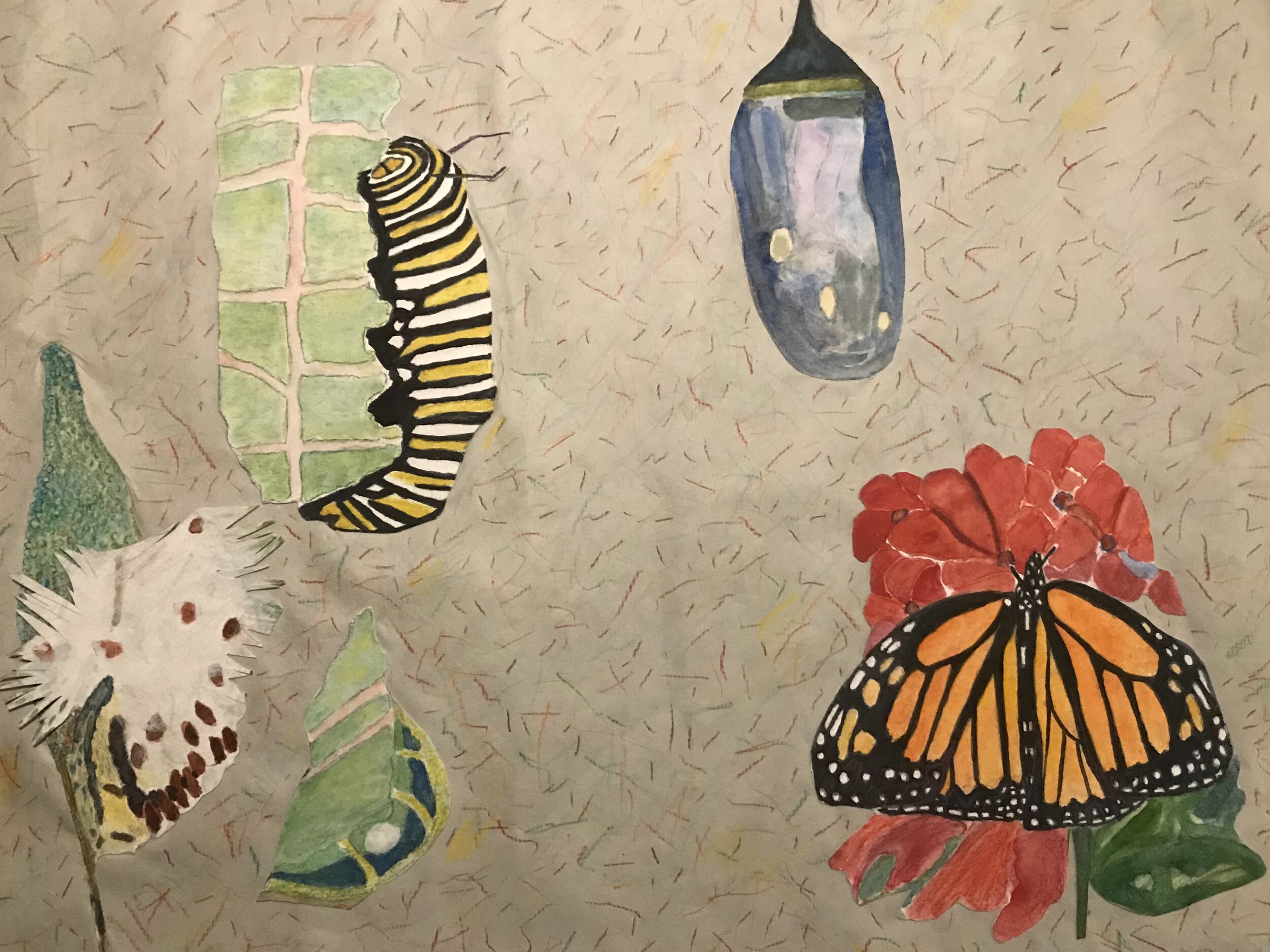 Life Cycles
