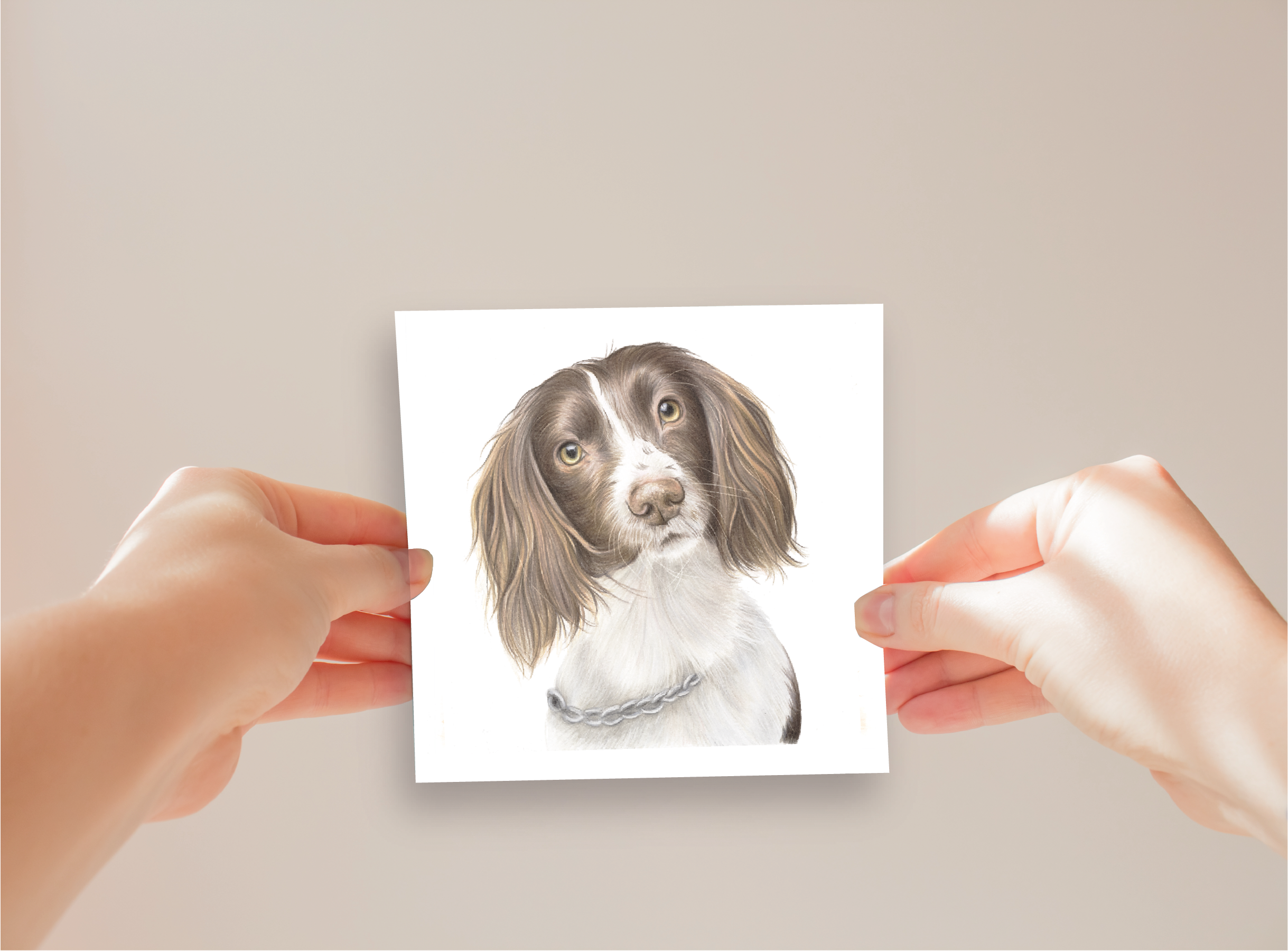 Springer Spaniel Greeting Card