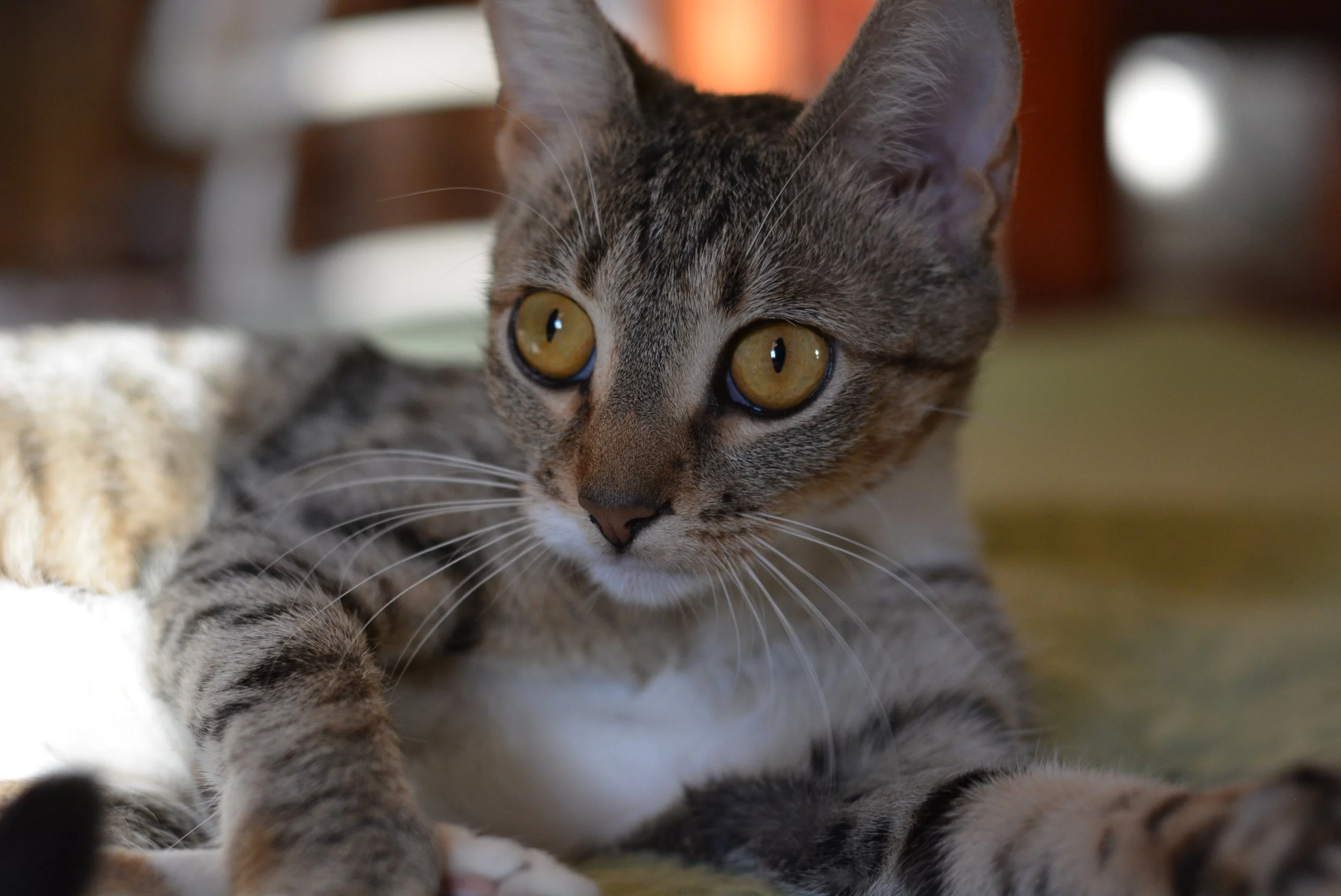 DSC_0036.JPG