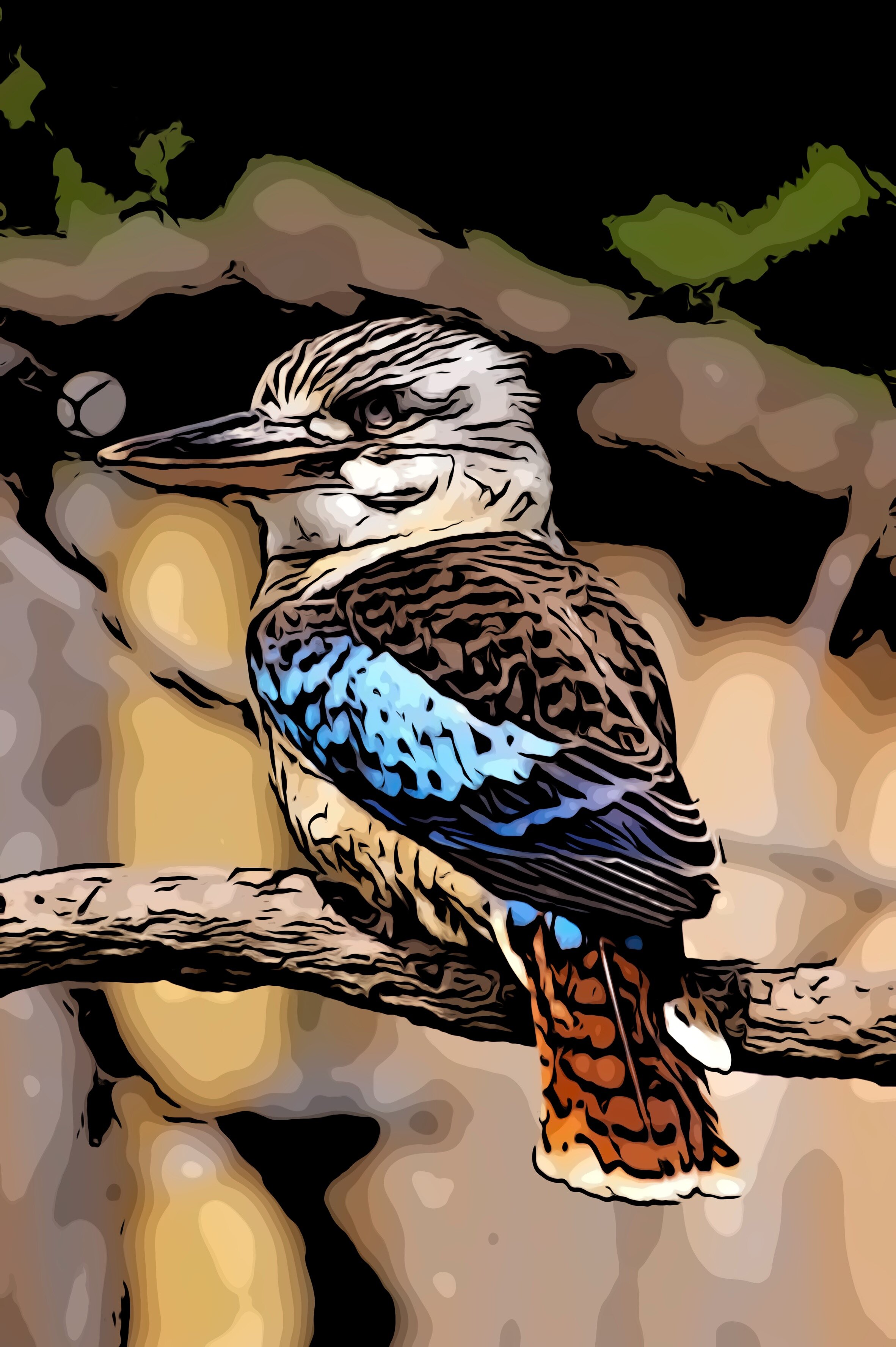 Kookaburra