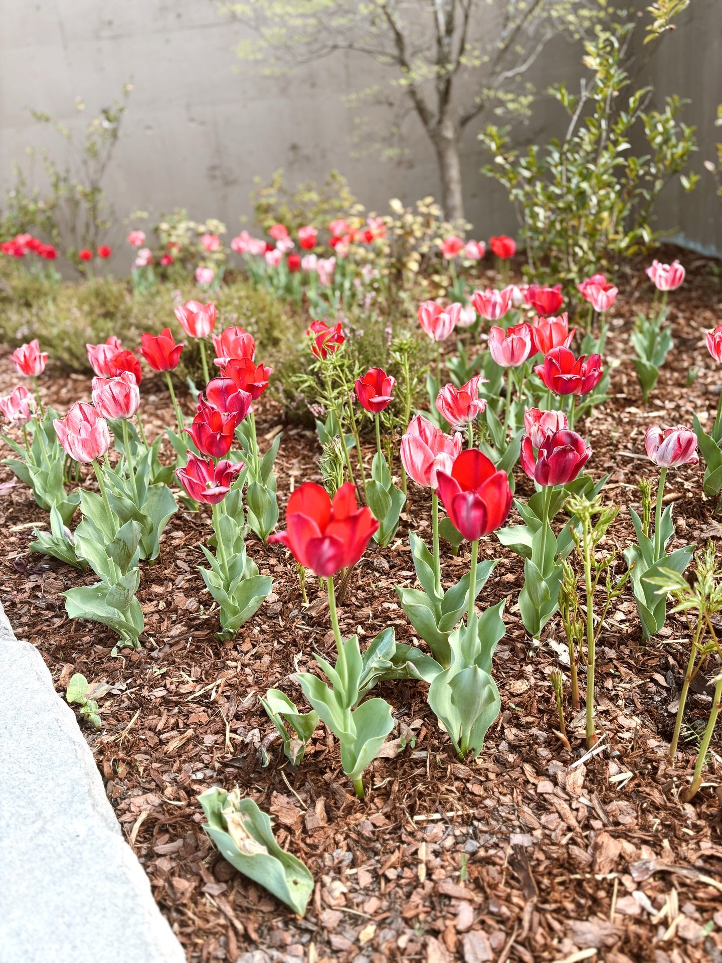 Life lately has felt full in the best way. 🌸🌿🌼🌳

Full of quiet blessings, busy days, new projects, and so much gratitude for what God is doing in this season.

We&rsquo;ve been working on side passions, fixing up our house, and slowly preparing f