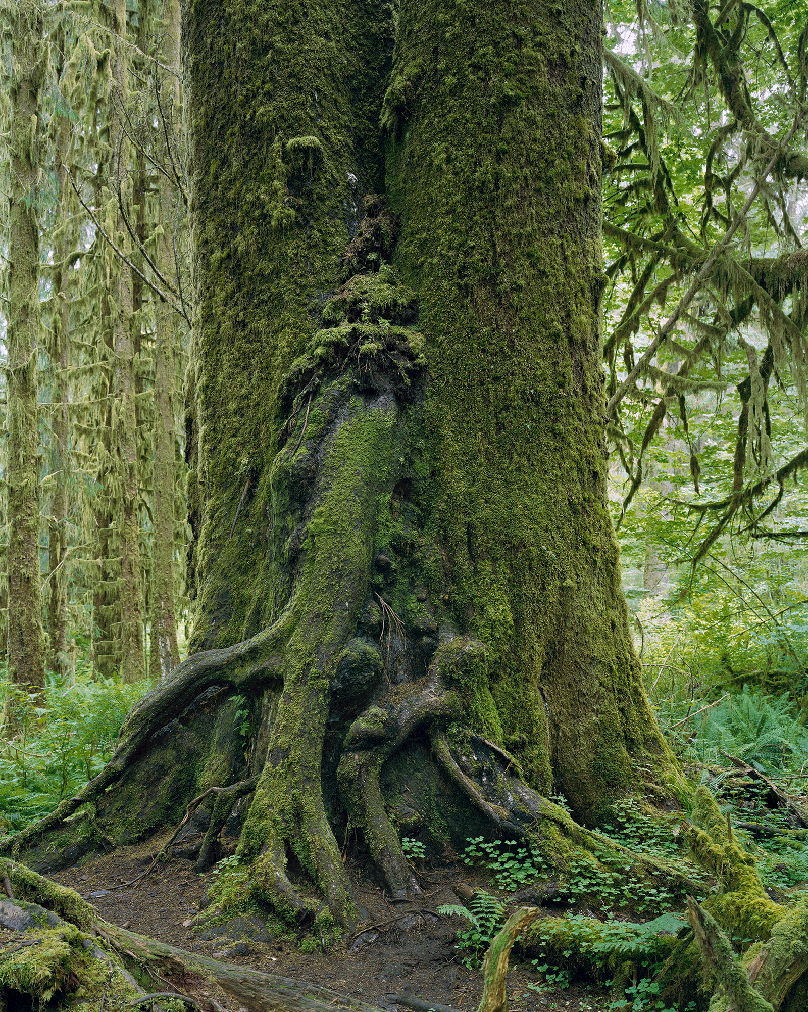  Hoh Rain Forest, Olympic National Park, Washington IV 2017 