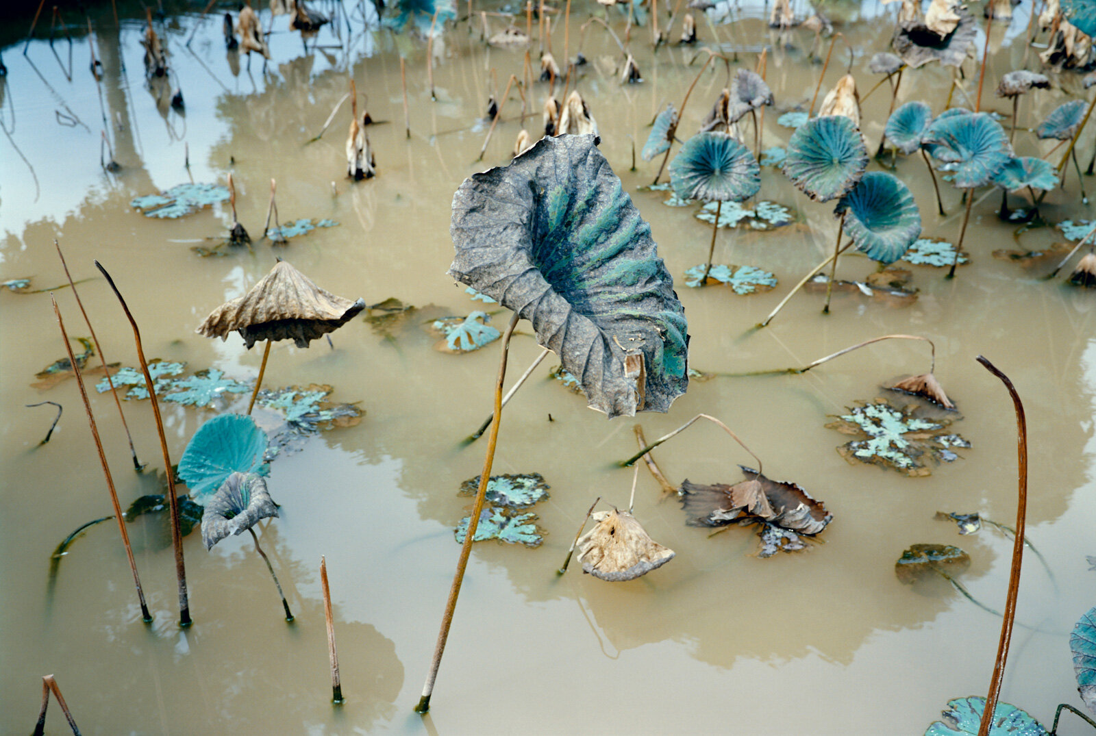  Lotus Pond, Ha Son Binh Province, Vietnam 1993 