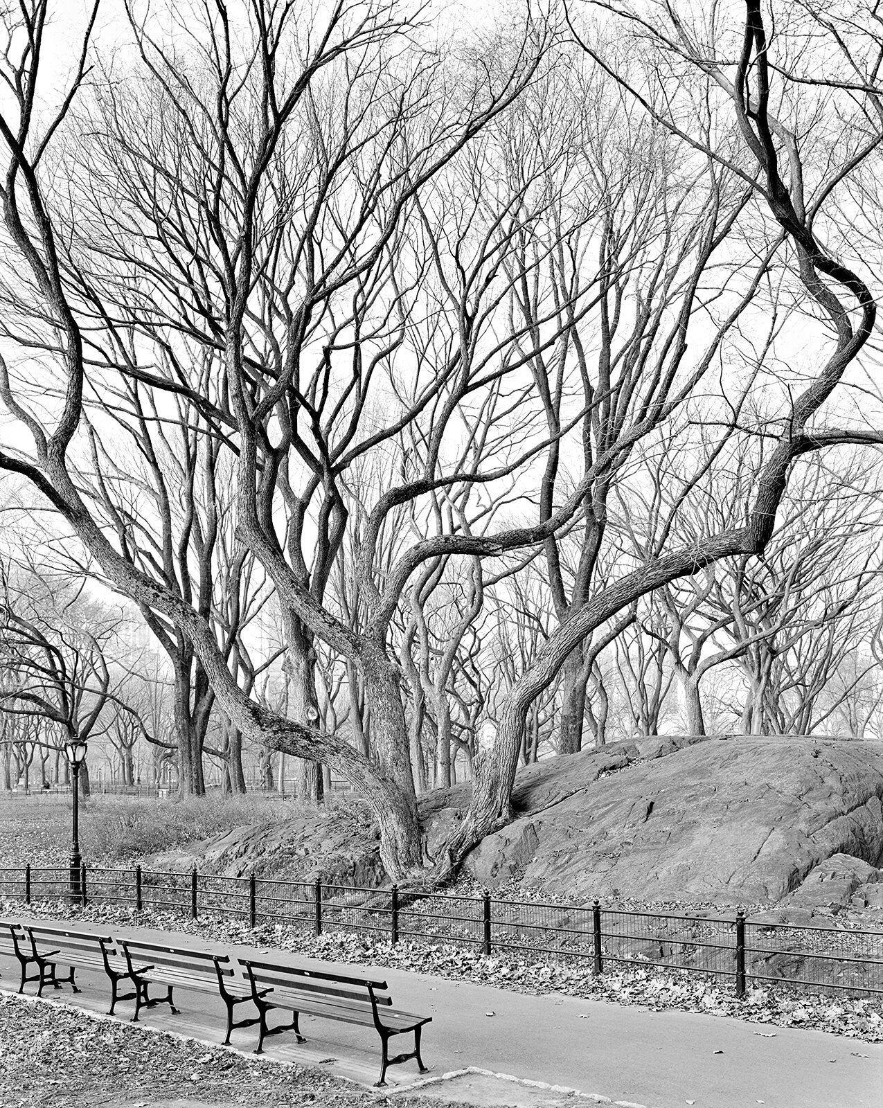  American Elm, Central Park, New York 2012 