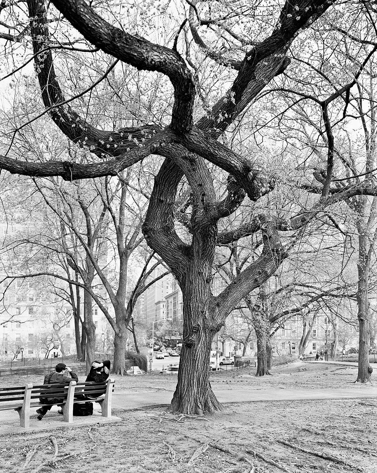  American Elm, Central Park, New York 2011 