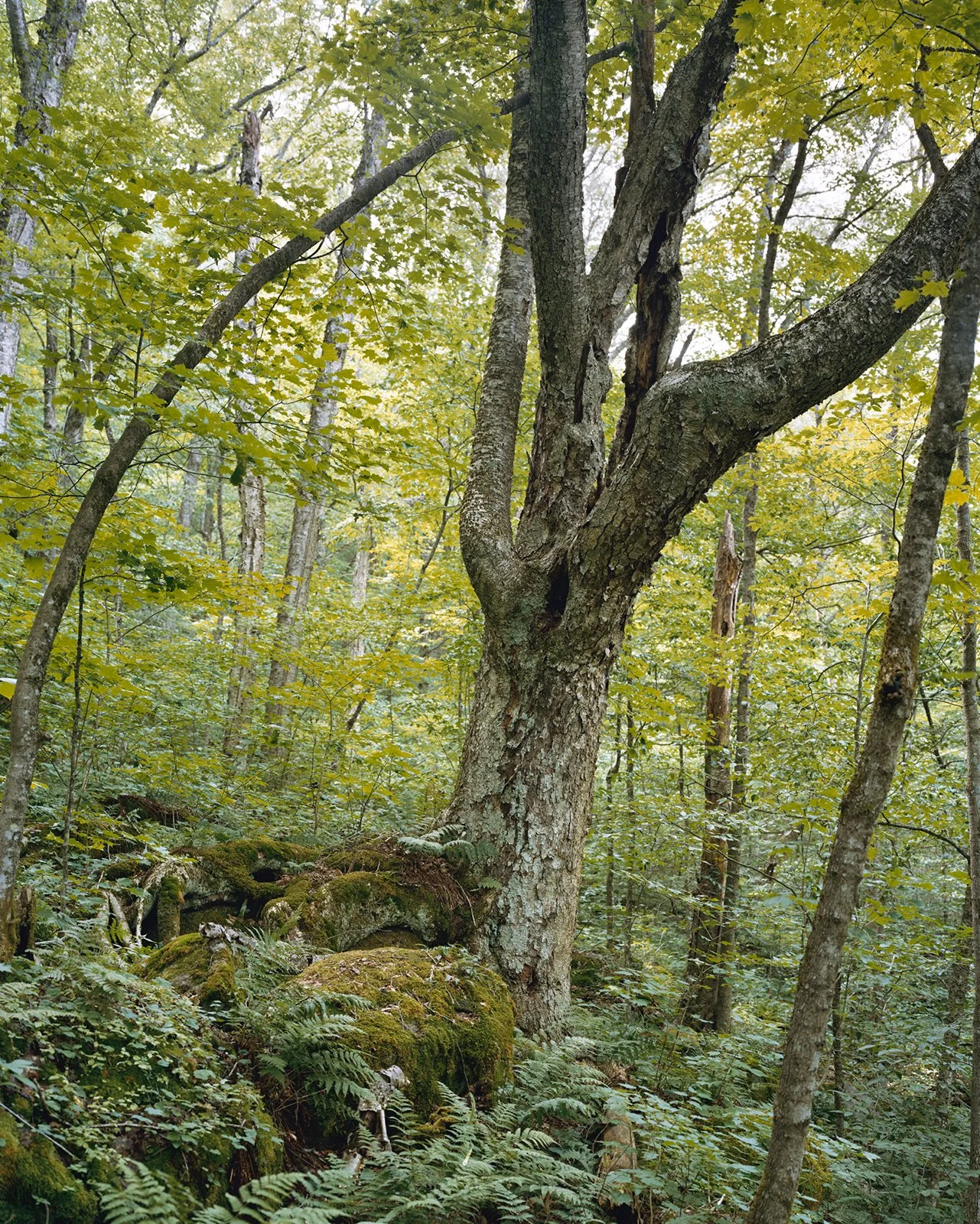 Old Growth Mitch Epstein