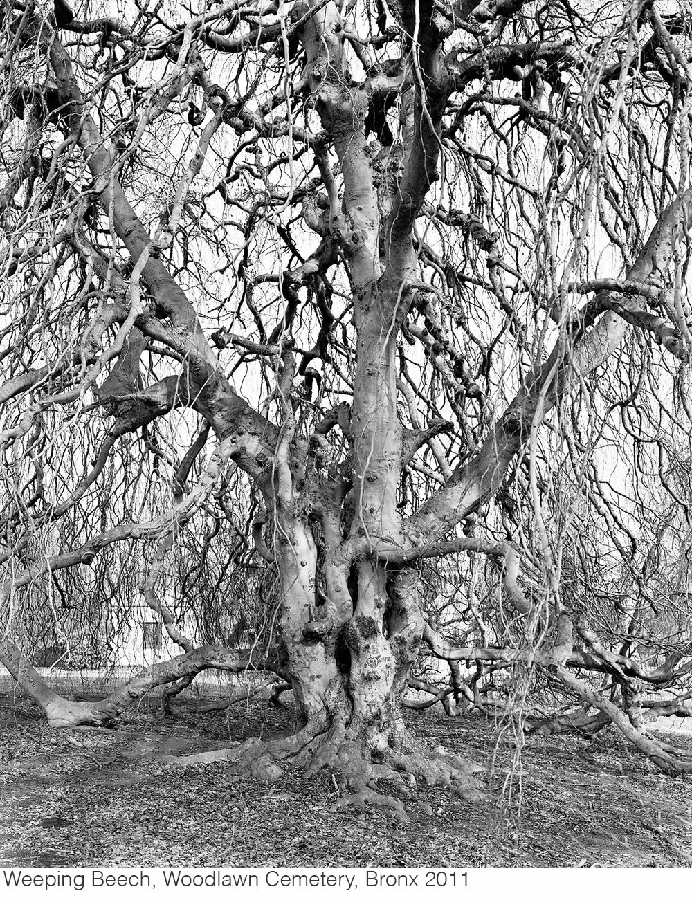 Weeping-Beech,-Woodlawn-Cemetery,-Bronx-2011 30pt font copy.jpg