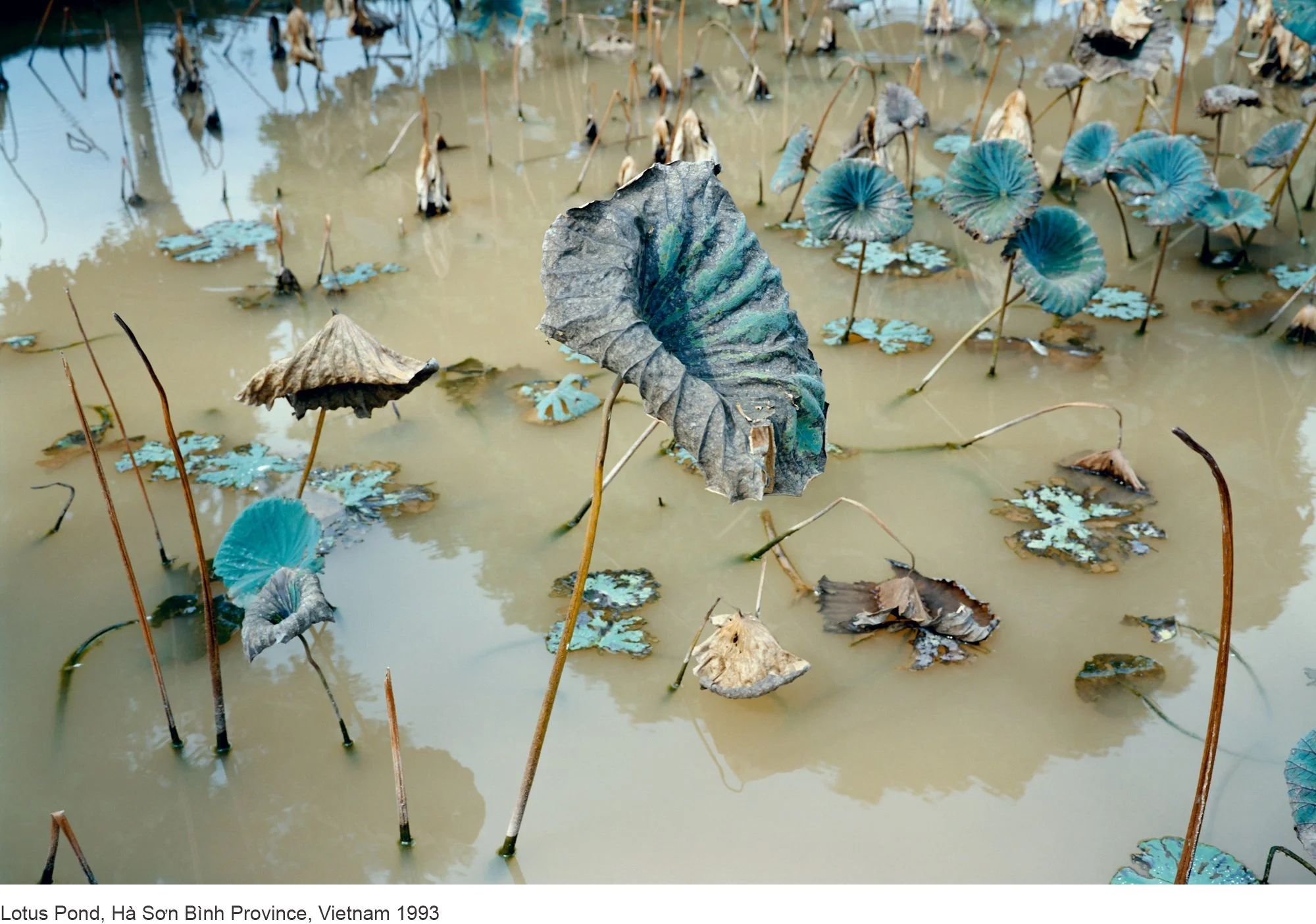 12-Mitch Epstein-Lotus Pond, Hà Sơn Bình Province, Vietnam 1993.jpg