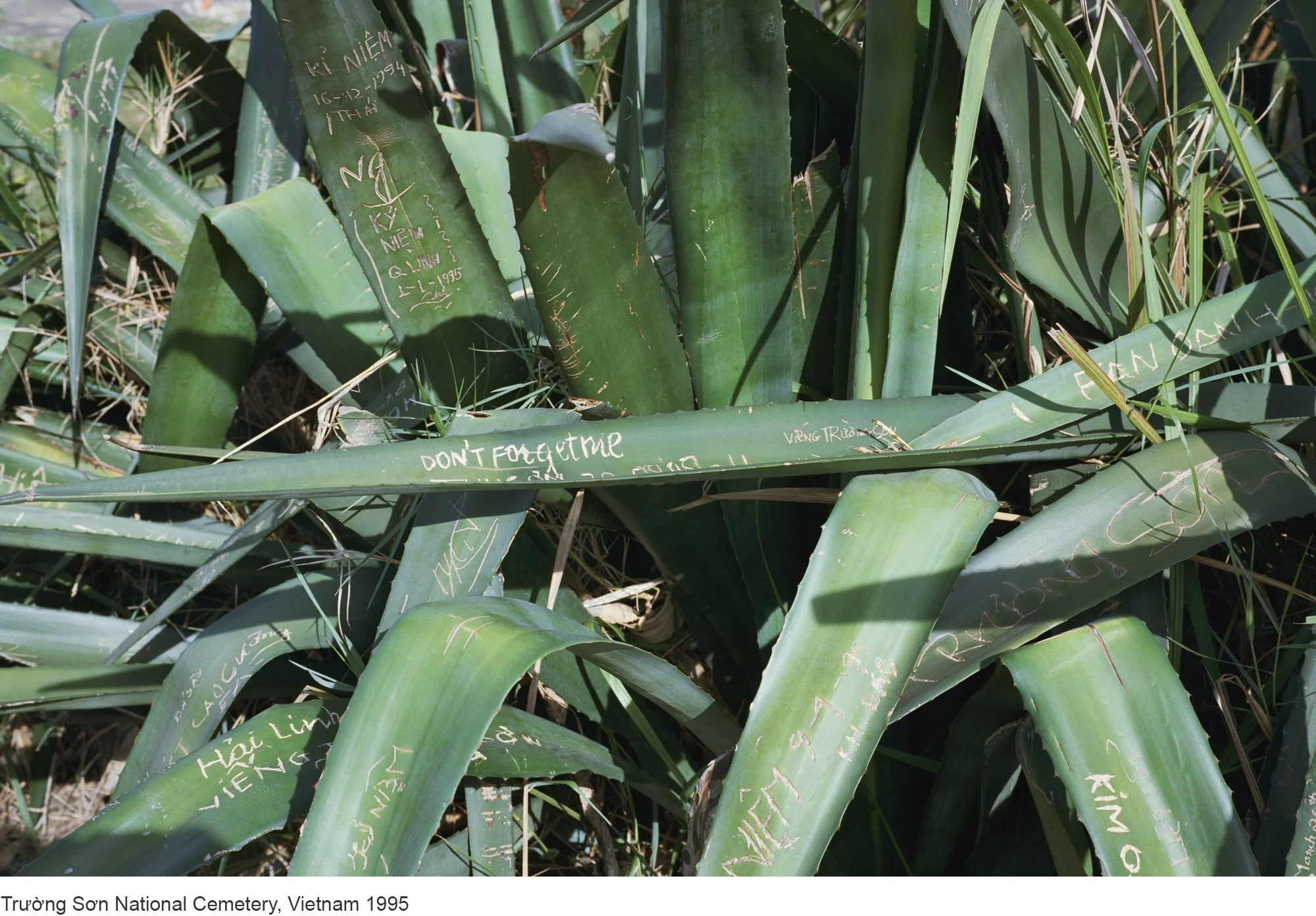 16-Mitch Epstein-Trường Sơn National Cemetery, Vietnam 1995.jpg