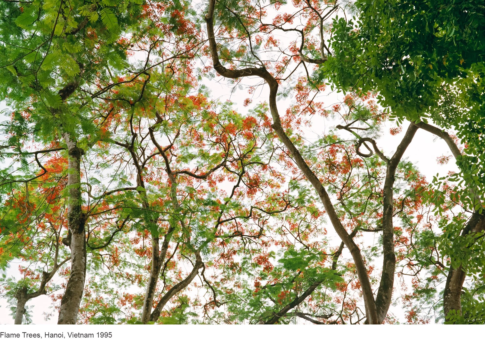 17-Mitch Epstein-Flame Trees, Hanoi, Vietnam 1995.jpg