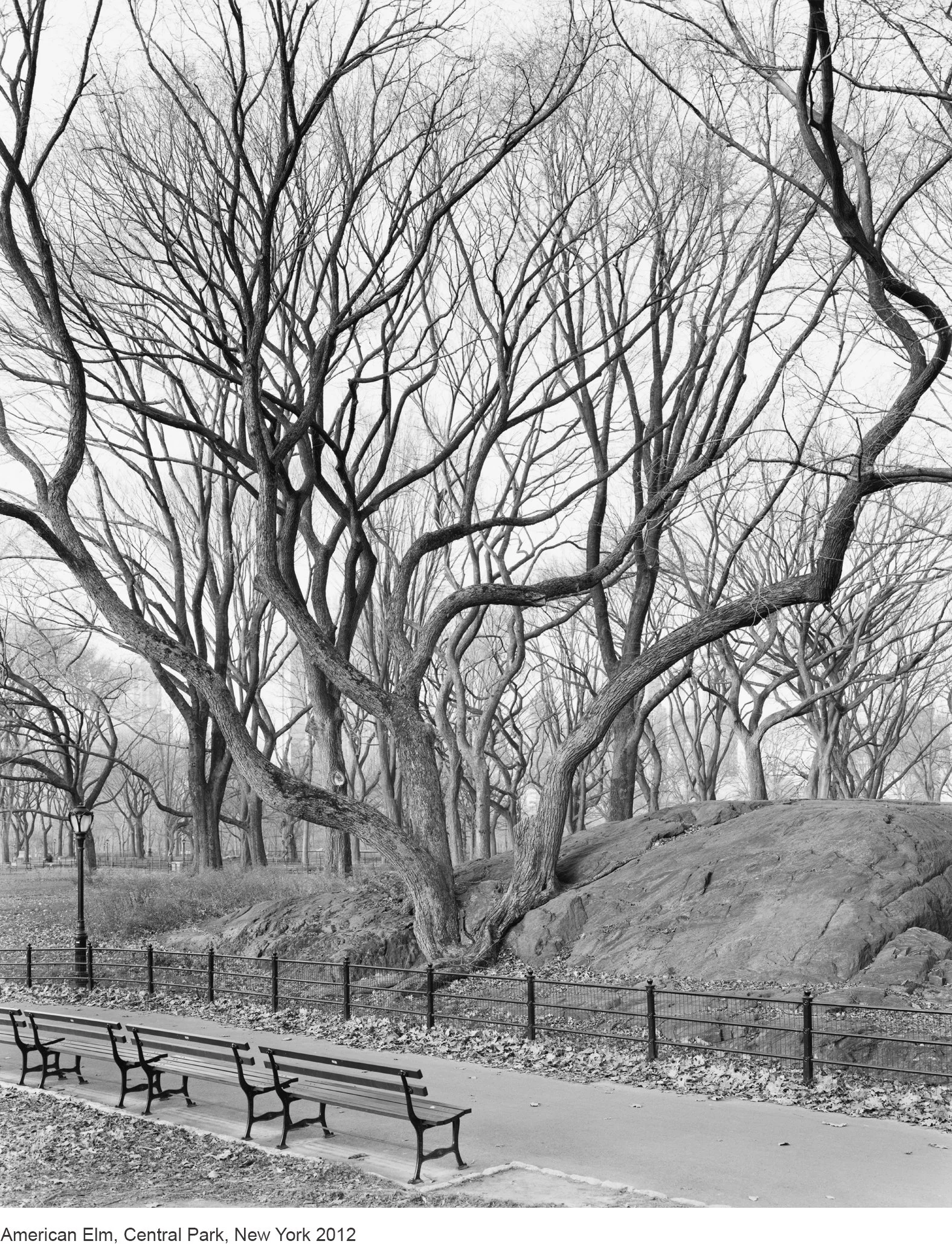 2-Mitch Epstein-American Elm, Central Park, New York 2012.jpg