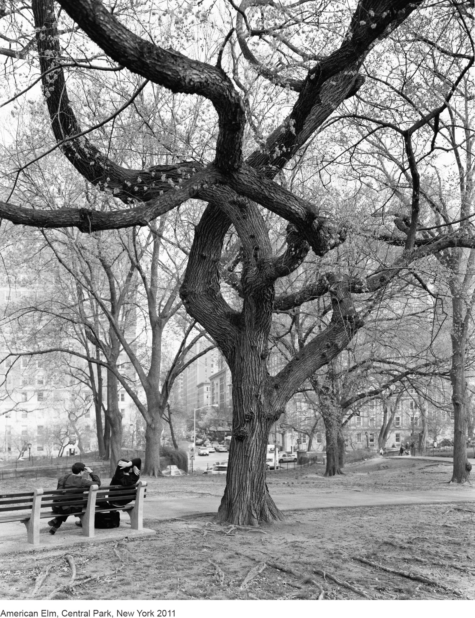 5-Mitch Epstein-American Elm, Central Park, New York 2011.jpg