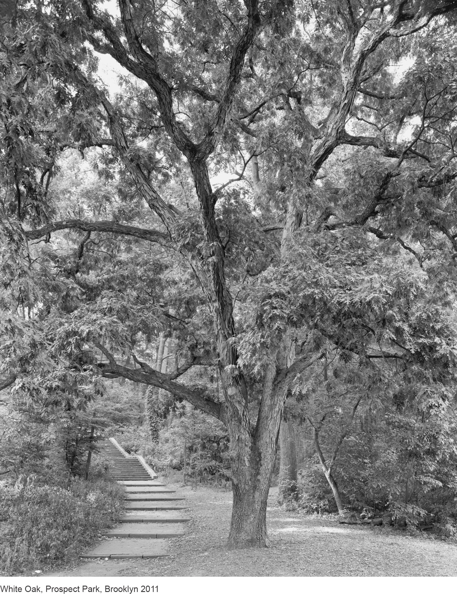 6-Mitch Epstein-White Oak, Prospect Park, Brooklyn 2011.jpg
