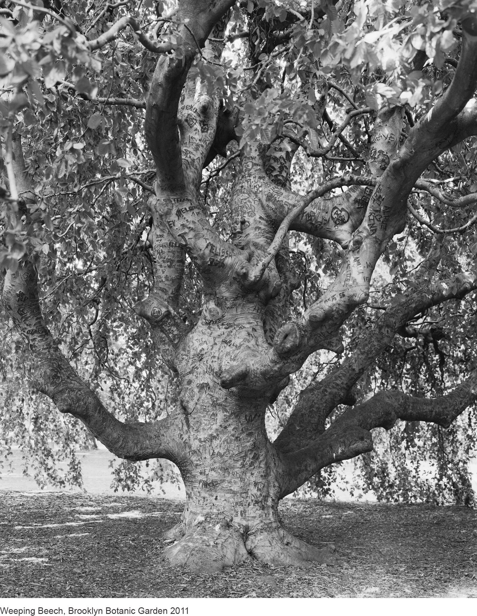 7-Mitch Epstein-14502.7.11 Weeping Beech, Brooklyn Botanic Garden 2011.jpg