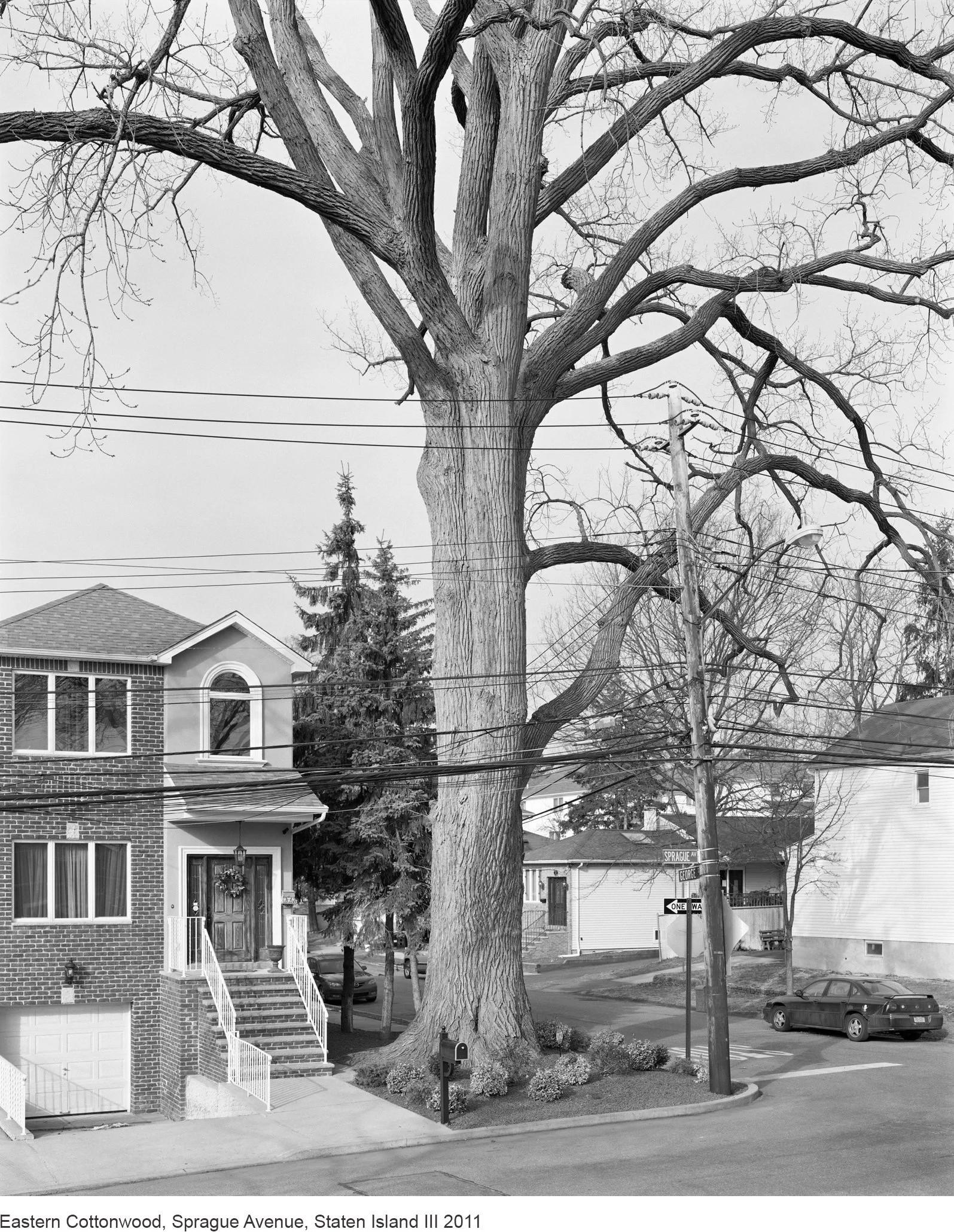 9-Mitch Epstein-14094.2.11 Eastern Cottonwood, Sprague Avenue, Staten Island III 2011.jpg