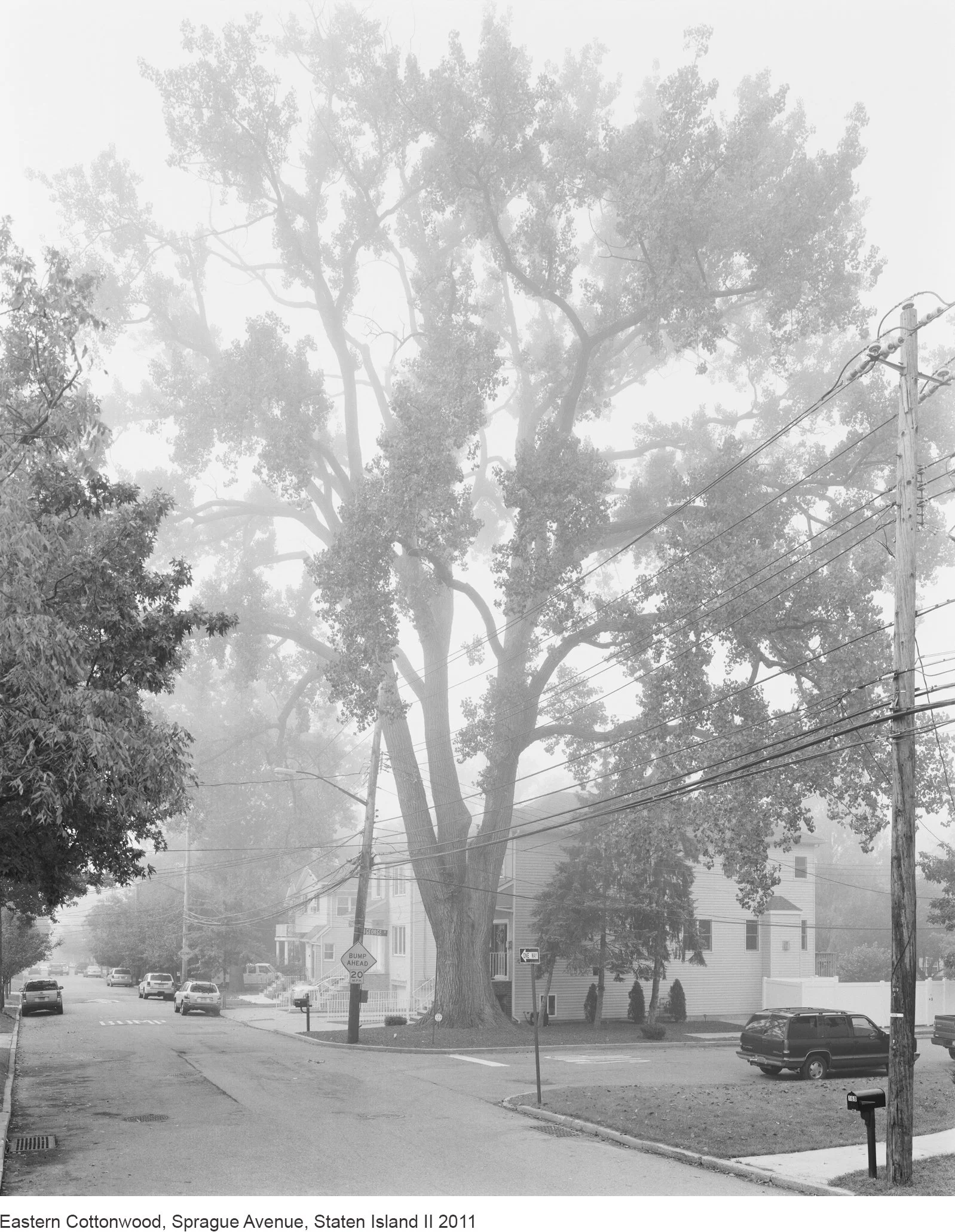 11-Mitch Epstein-14591.9.11 Eastern Cottonwood, Sprague Avenue, Staten Island II 2011.jpg