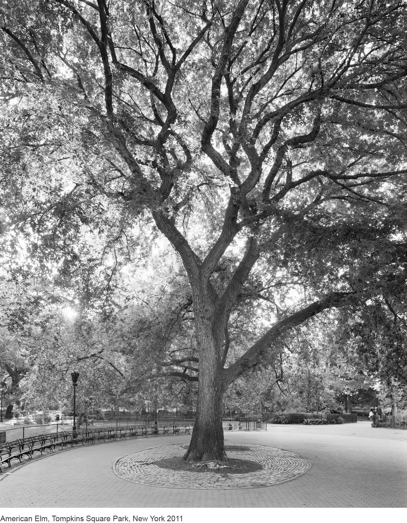 10-Mitch Epstein-14556.9.11 American Elm, Tompkins Square Park, New York 2011.jpg