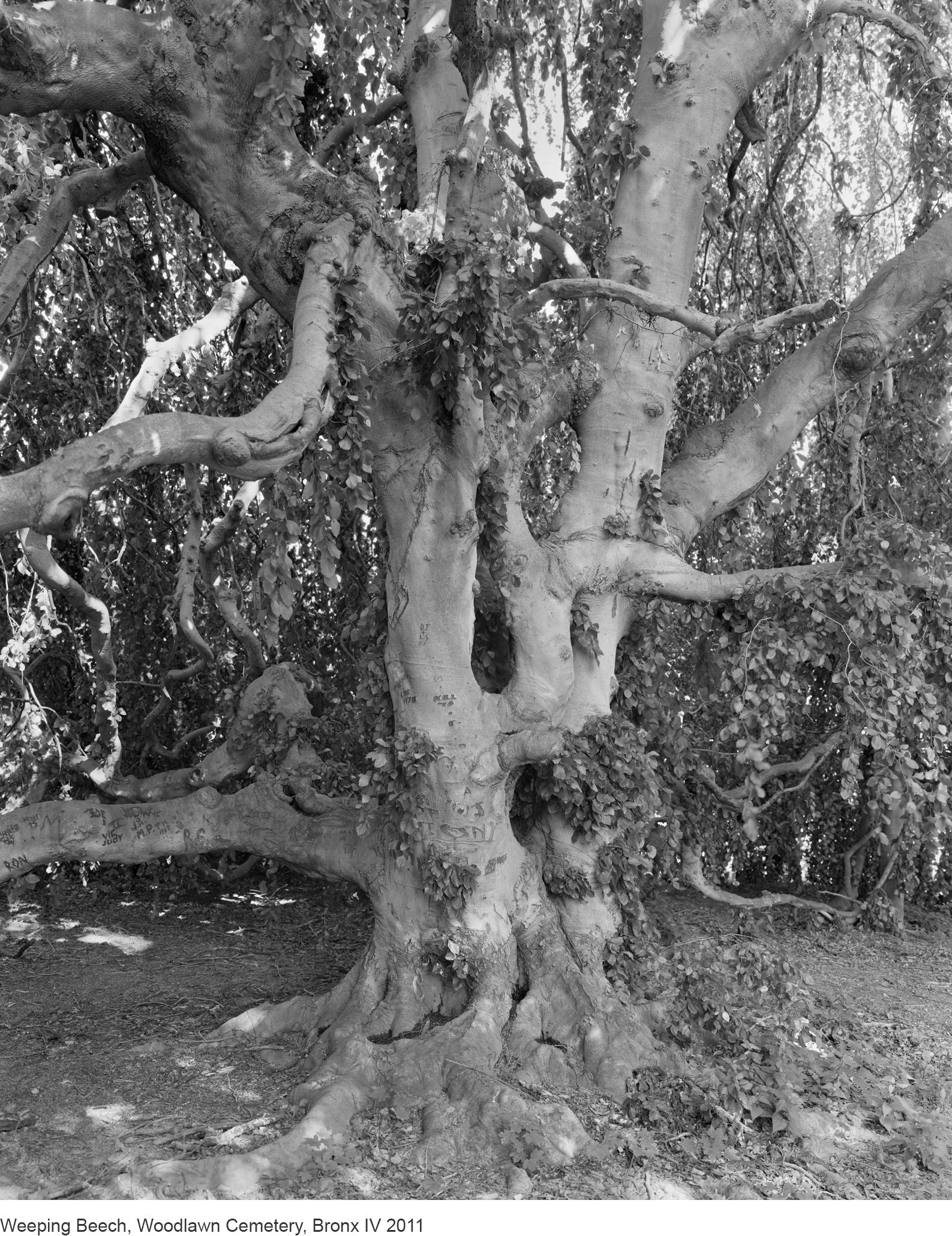 12-Mitch Epstein-Weeping Beech, Woodlawn Cemetery, Bronx IV 2011.jpg