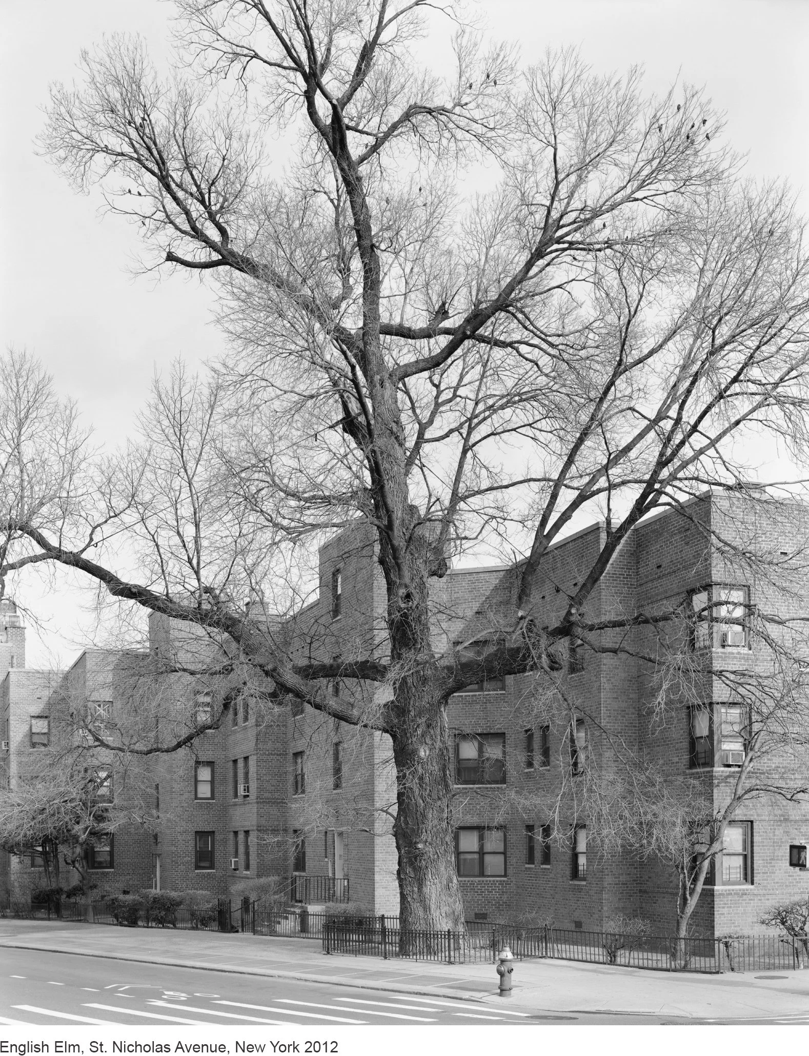 14-Mitch Epstein-English Elm, St. Nicholas Avenue, New York 2012.jpg