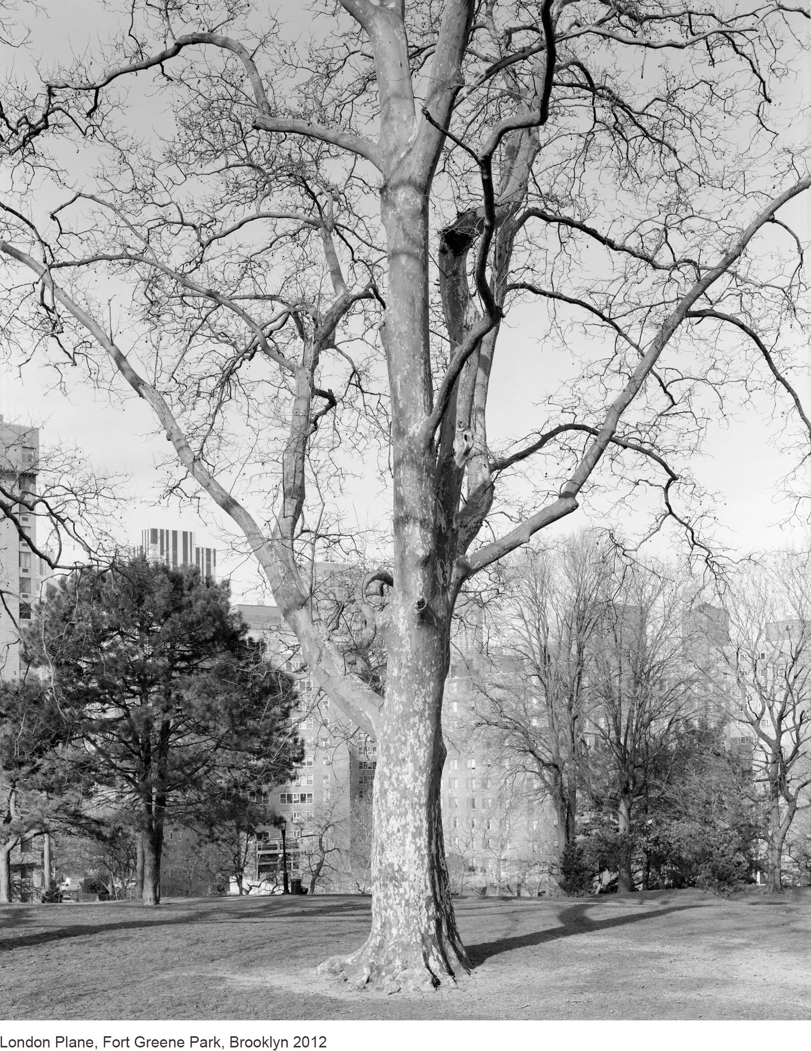 15-Mitch Epstein-London Plane, Fort Greene Park, Brooklyn 2012.jpg