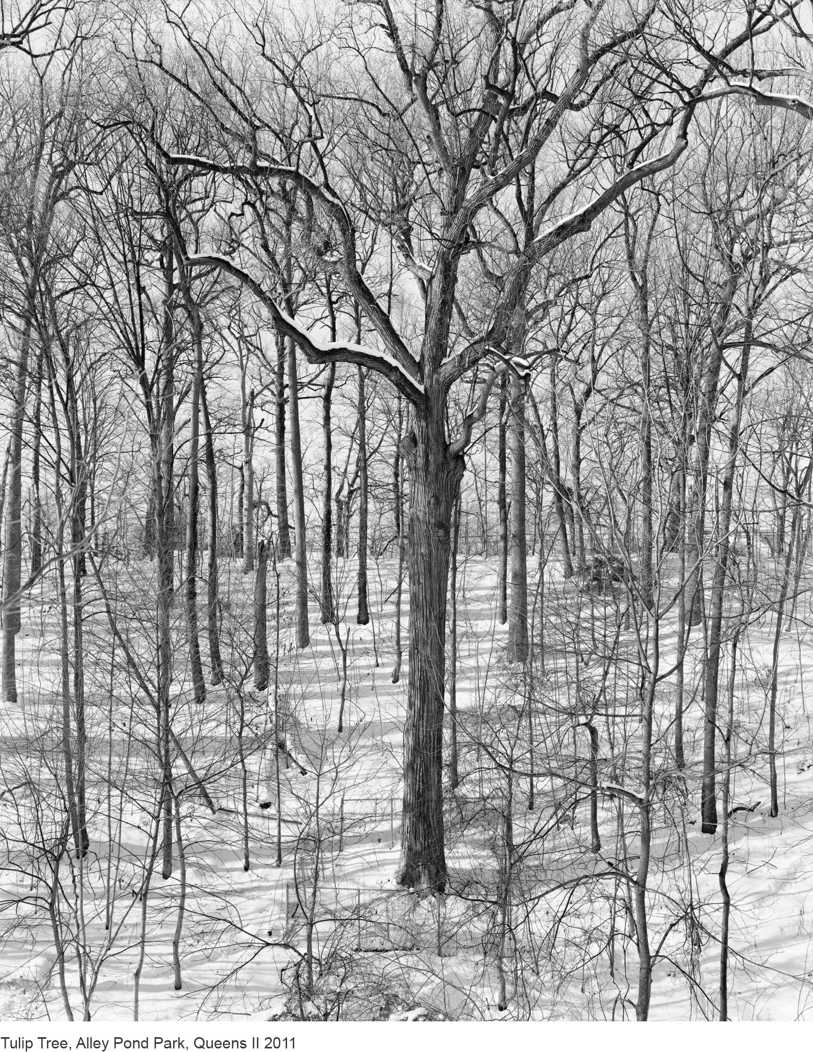16-Mitch Epstein-Tulip Tree, Alley Pond Park, Queens II 2011.jpg