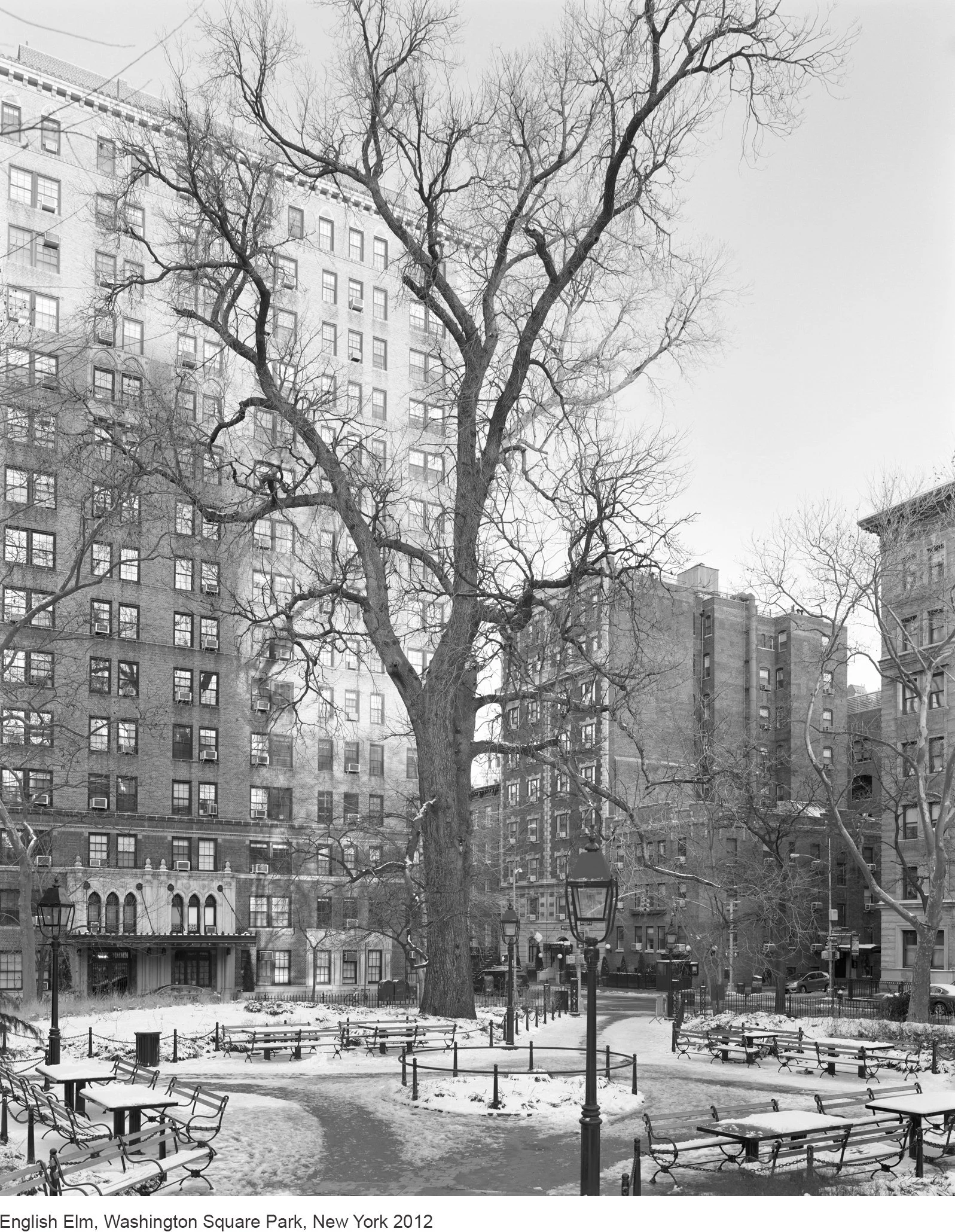 17-Mitch Epstein-14821.1.12 English Elm, Washington Square Park, New York 2012.jpg