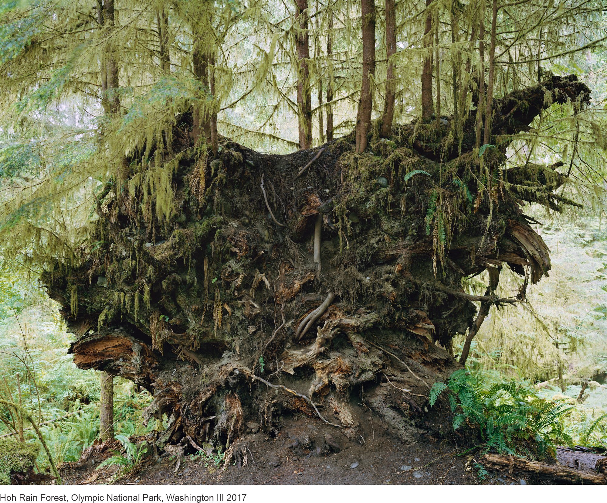 1-Mitch Epstein-Hoh Rain Forest, Olympic National Park, Washington III 2017.jpg