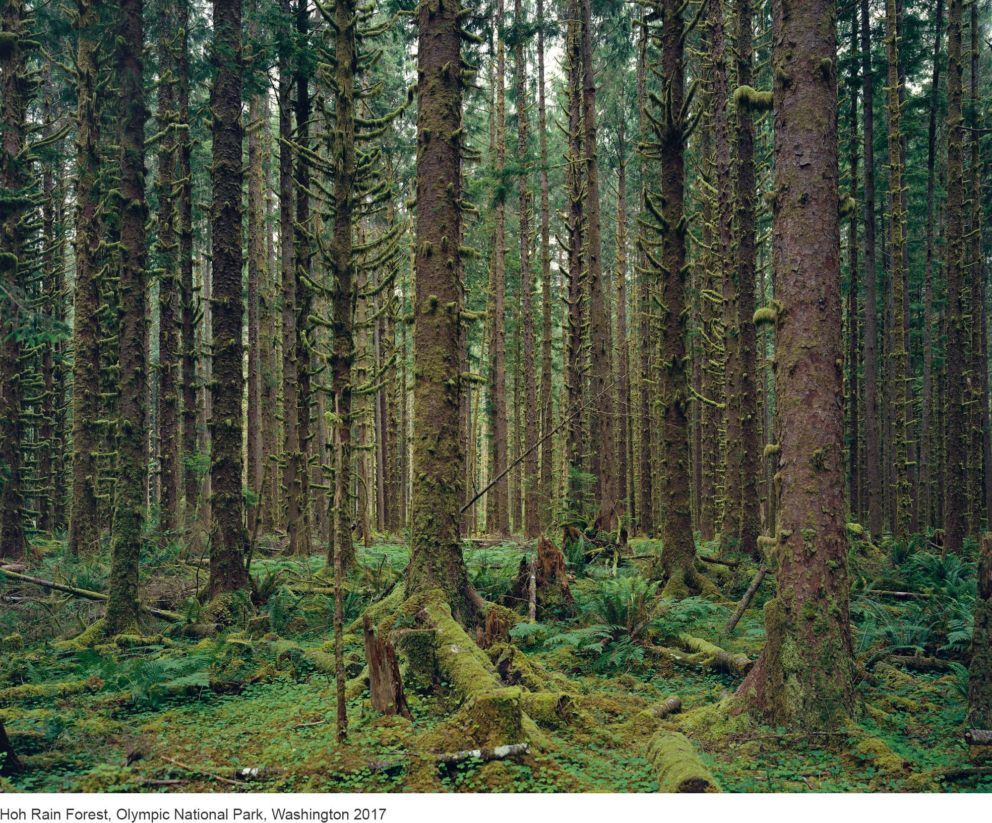 5-Mitch Epstein-Hoh Rain Forest, Olympic National Park, Washington 2017.jpg