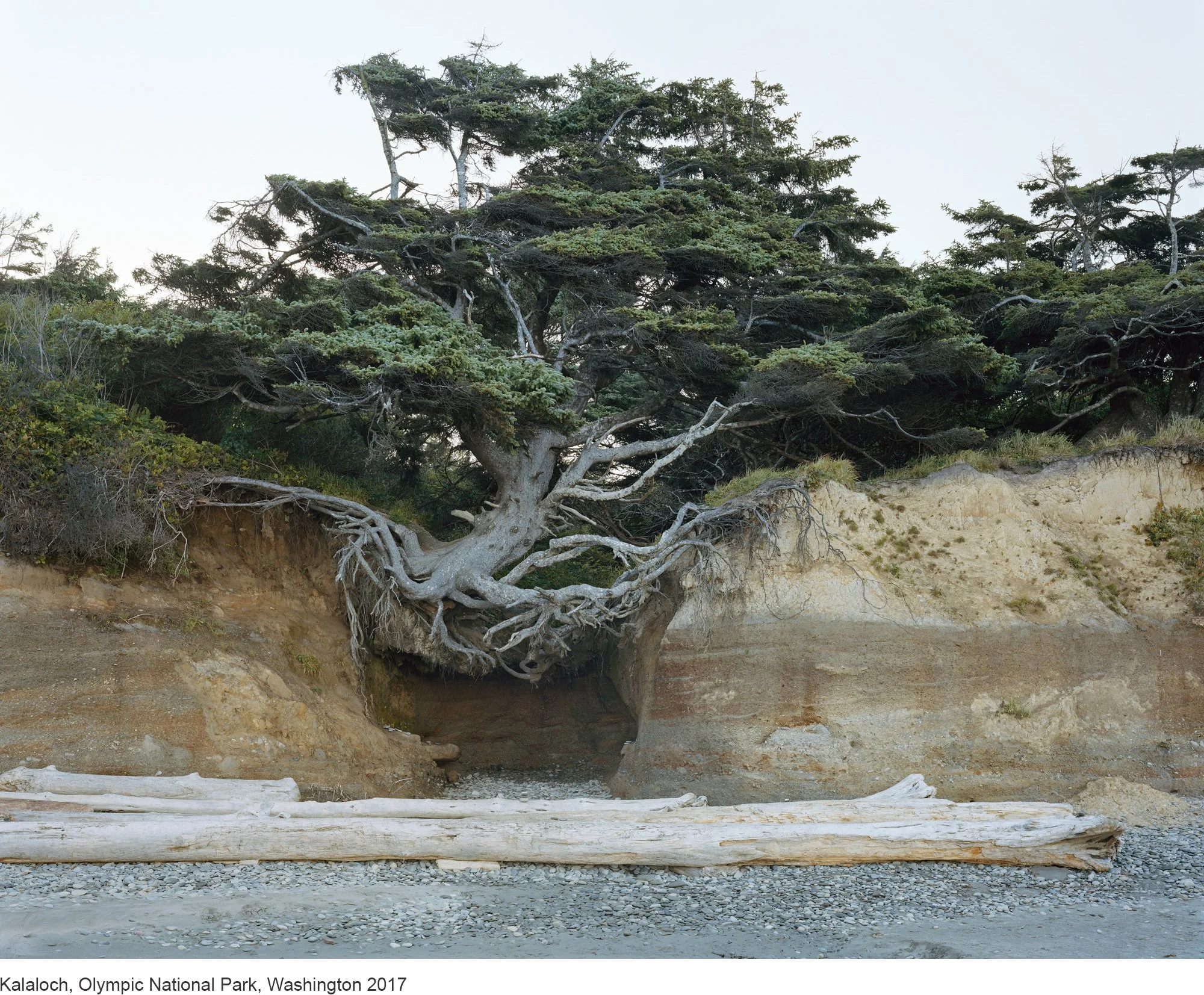 7-Mitch Epstein-Kalaloch, Olympic National Park, Washington 2017.jpg