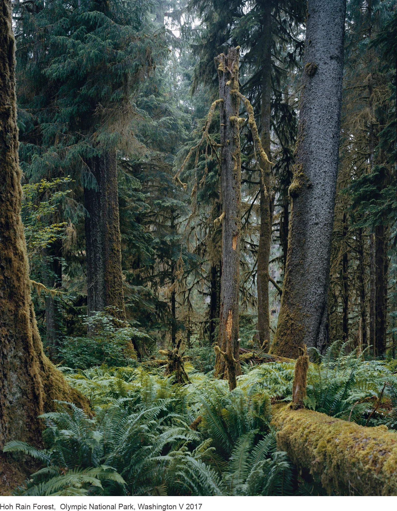 2-Mitch Epstein-Hoh Rain Forest, Olympic National Park, Washington V 2017.jpg
