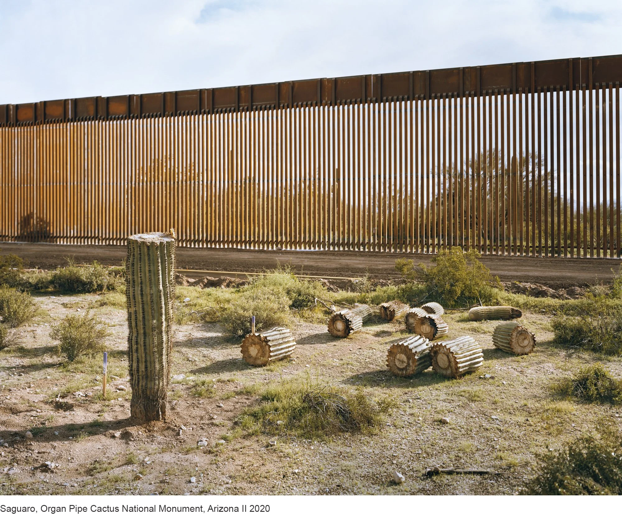 16-Mitch Epstein-Saguaro, Organ Pipe Cactus National Monument, Arizona II 2020.jpg